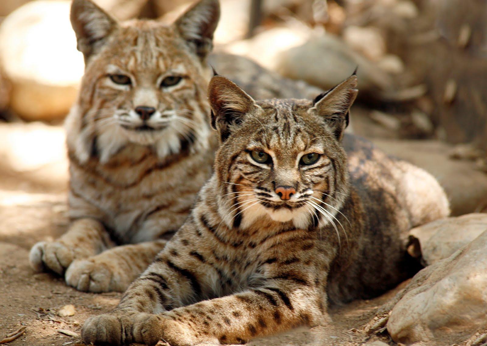 Awesome Bobcat HD Wallpaper Free Download