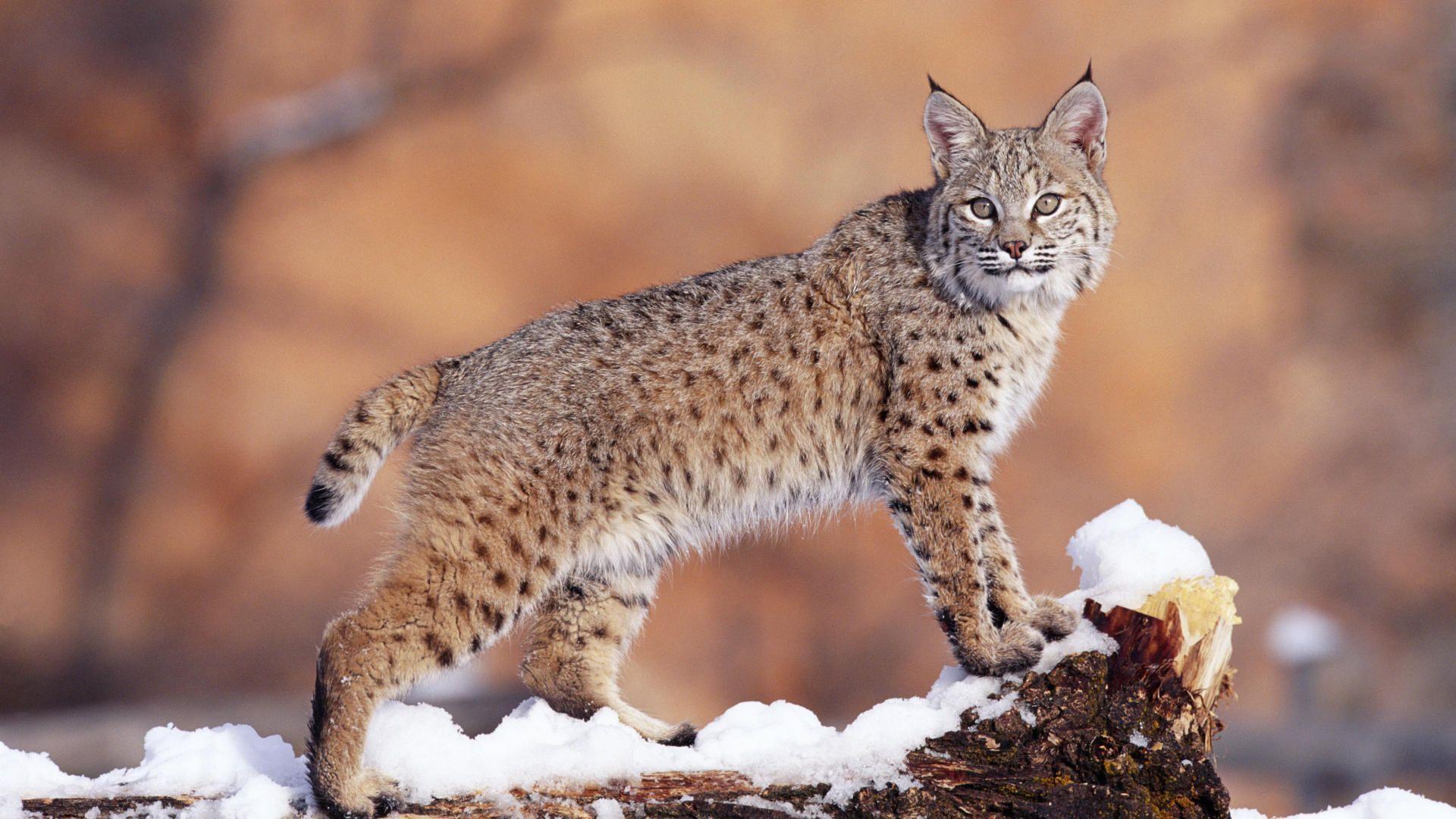 Animals: Watchful Bobcat, Uinta National Forest, Utah, desktop