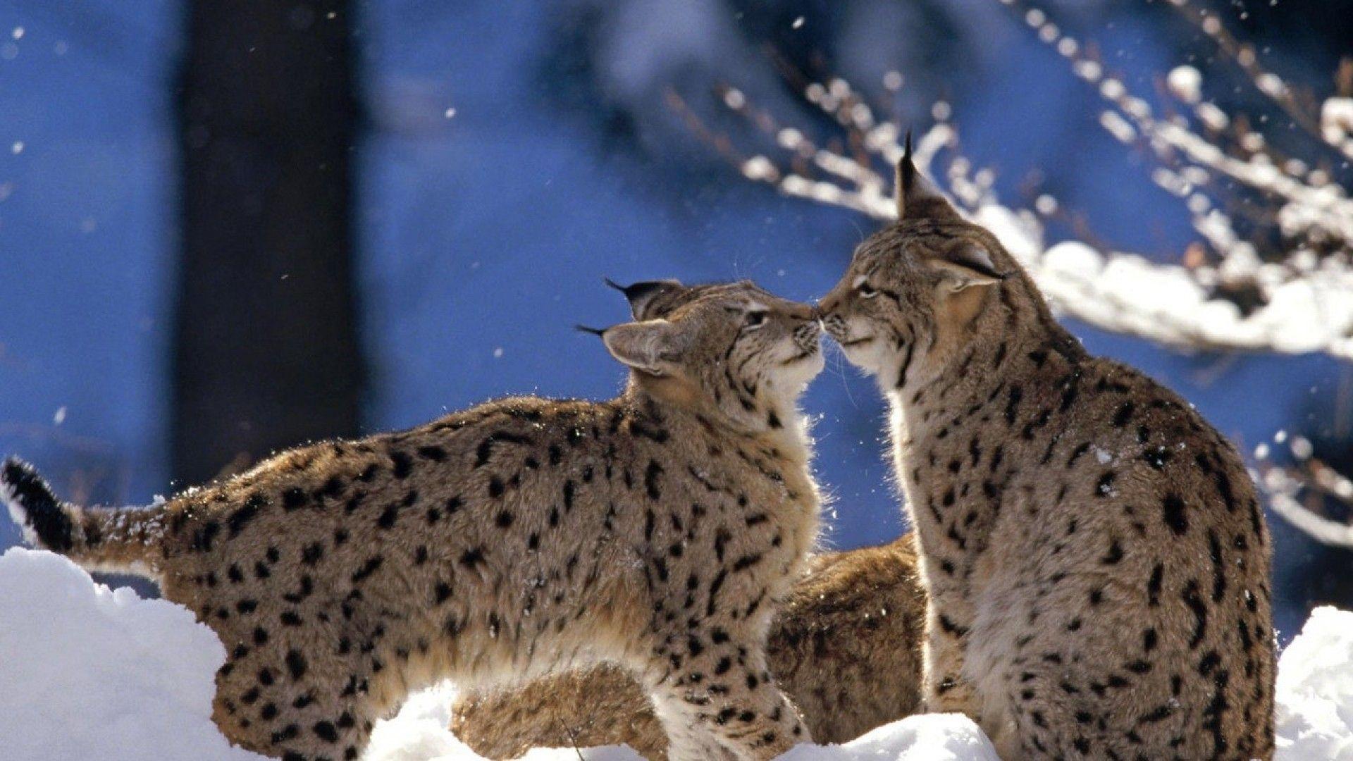 ScreenHeaven: Bobcats bobcat feline snow cat wildlife winter
