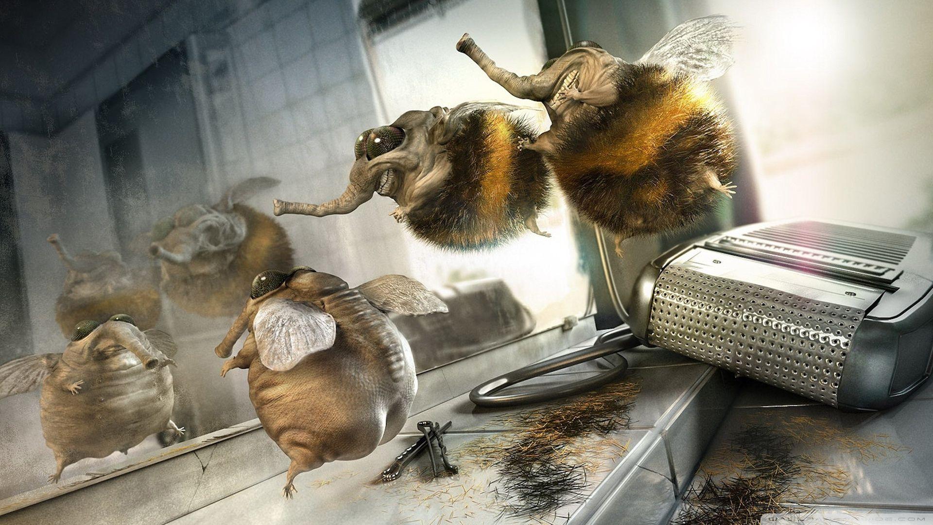 Funny Flies ❤ 4K HD Desktop Wallpaper for 4K Ultra HD TV • Wide