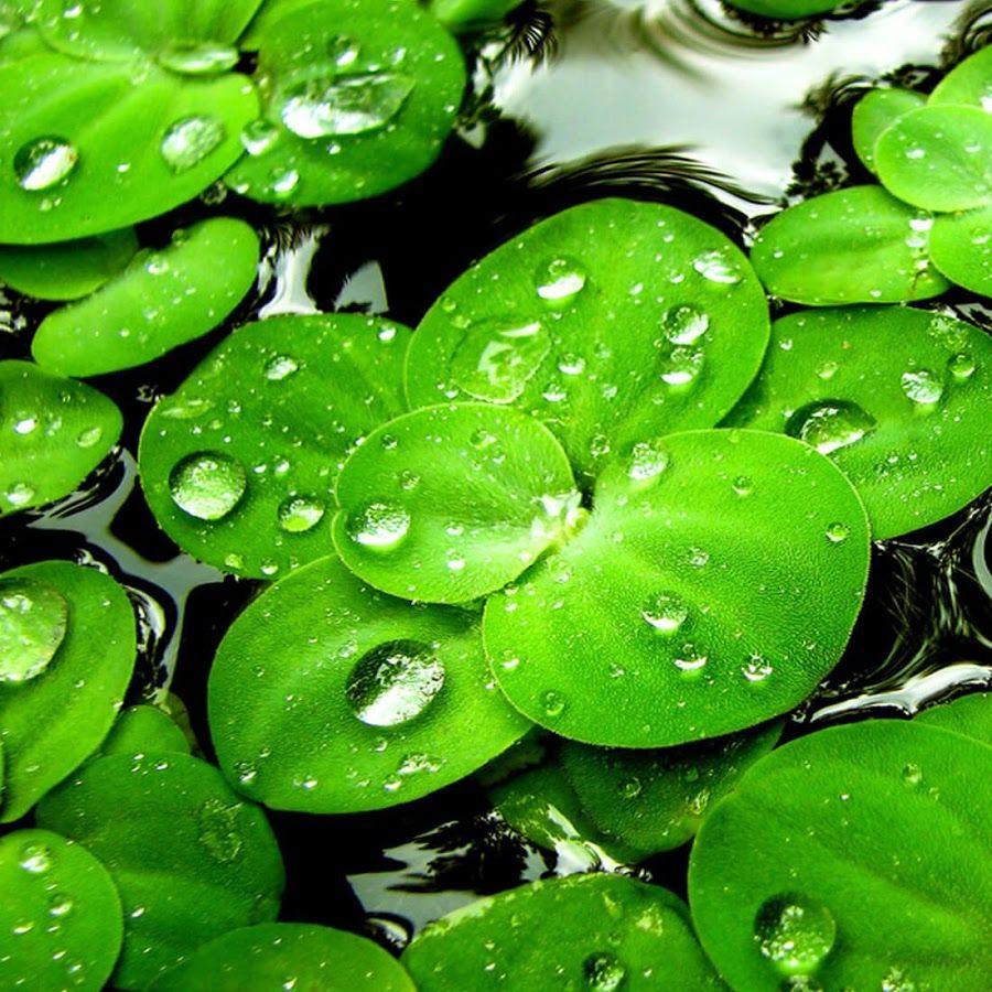 HD lucky charm wallpapers  Peakpx