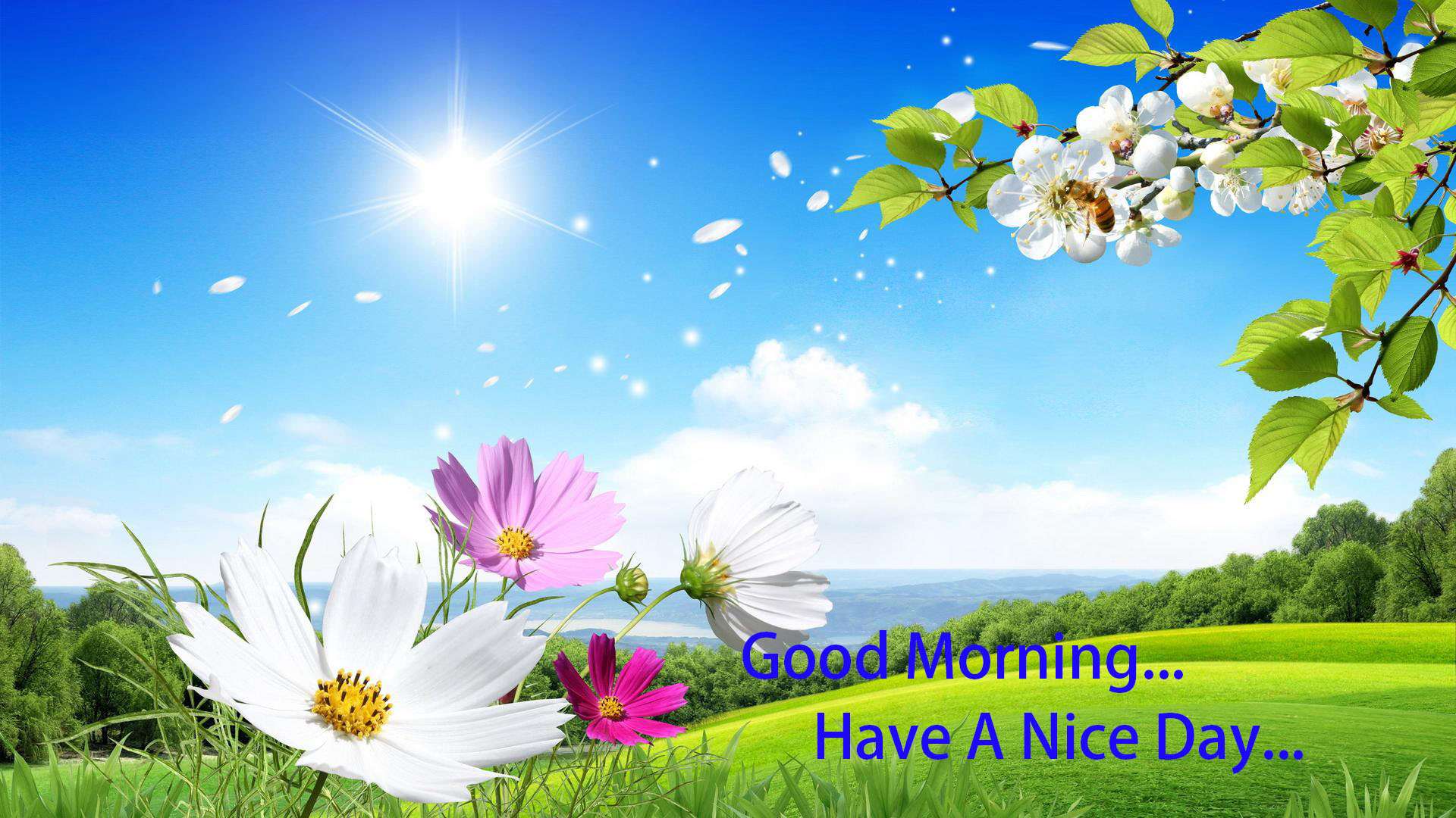 Good Morning Have A Nice Day WallpaperTo5Animations.Com