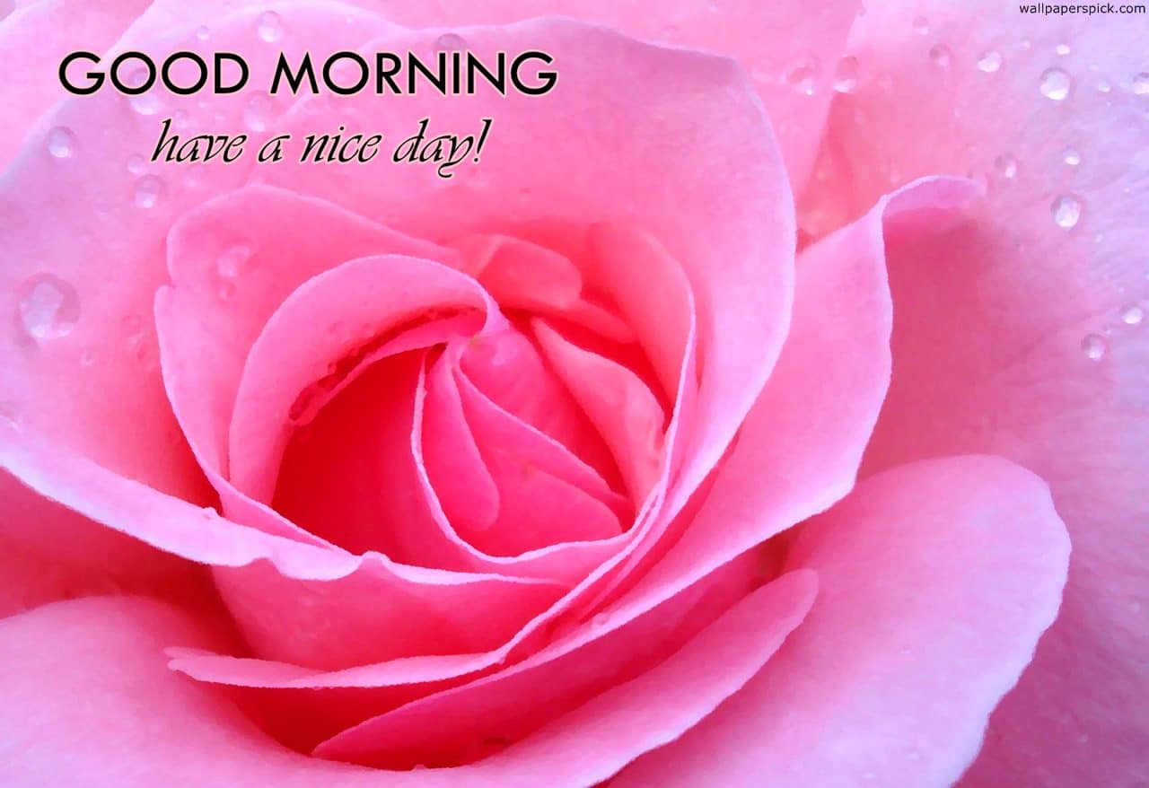 Have A Nice Day Pink Rose Good Morning Wallpaper