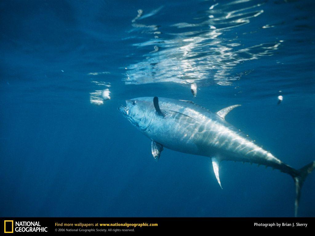 Bluefin Tuna Picture, Bluefin Tuna Desktop Wallpaper, Free