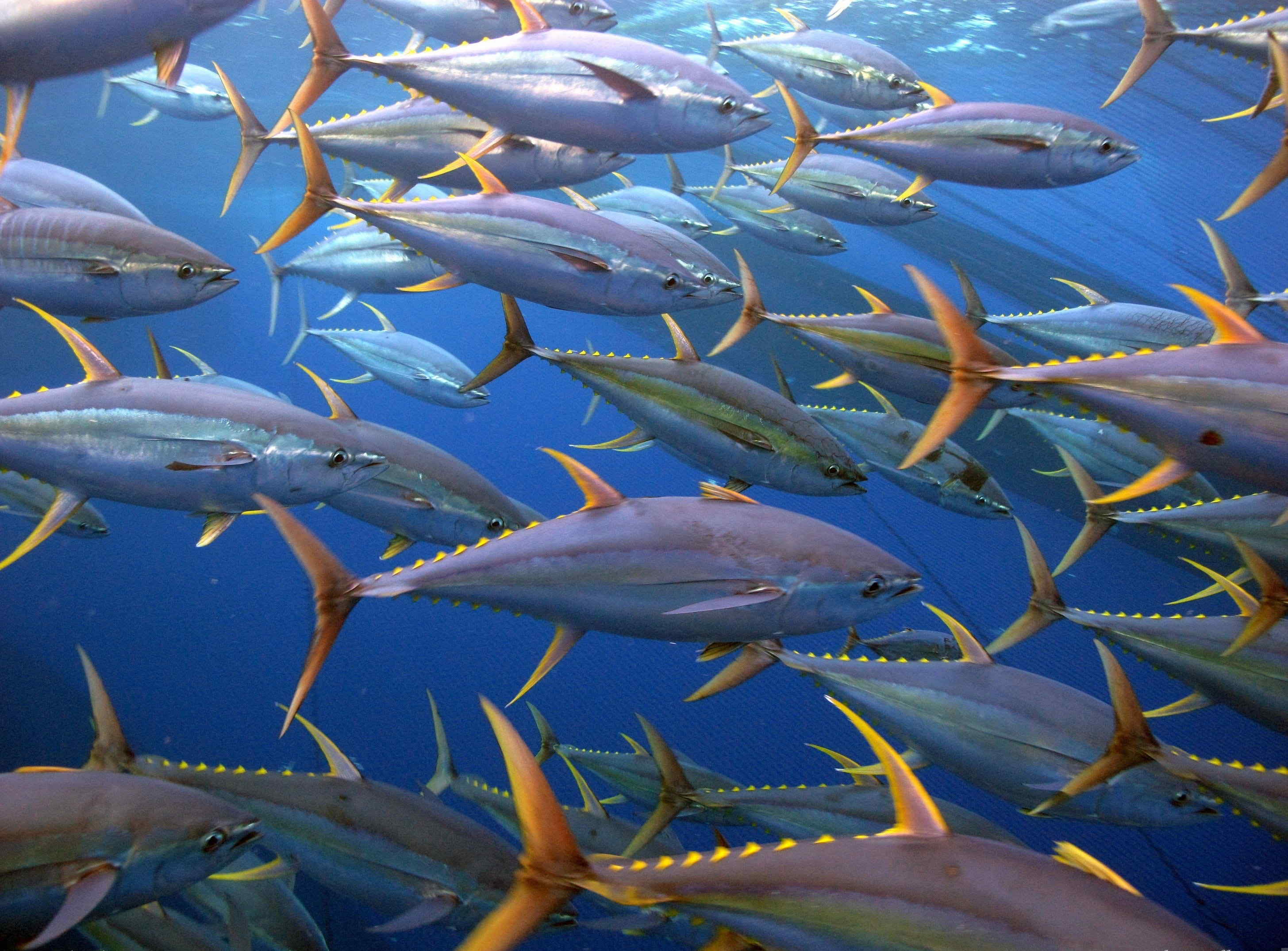 Tuna Wallpapers Wallpaper Cave