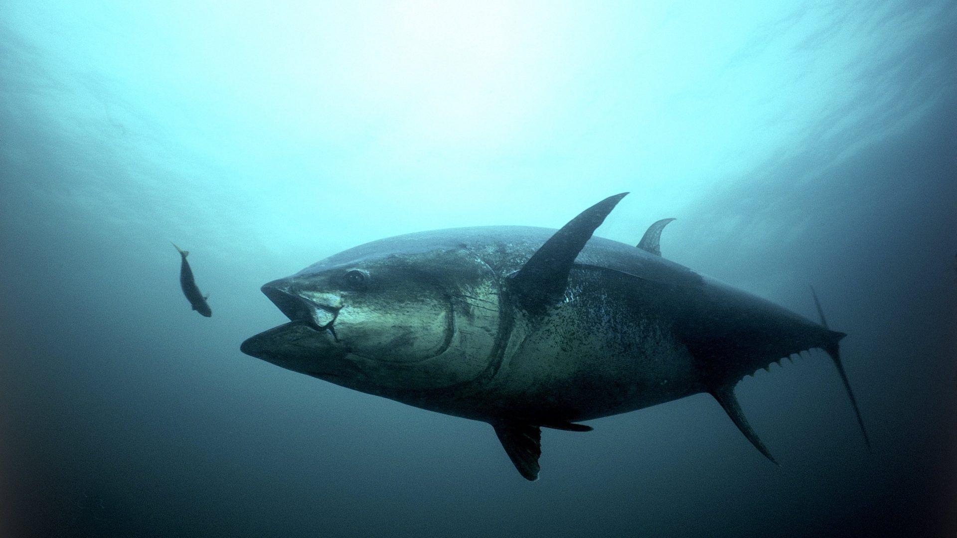 Tuna Wallpapers Wallpaper Cave
