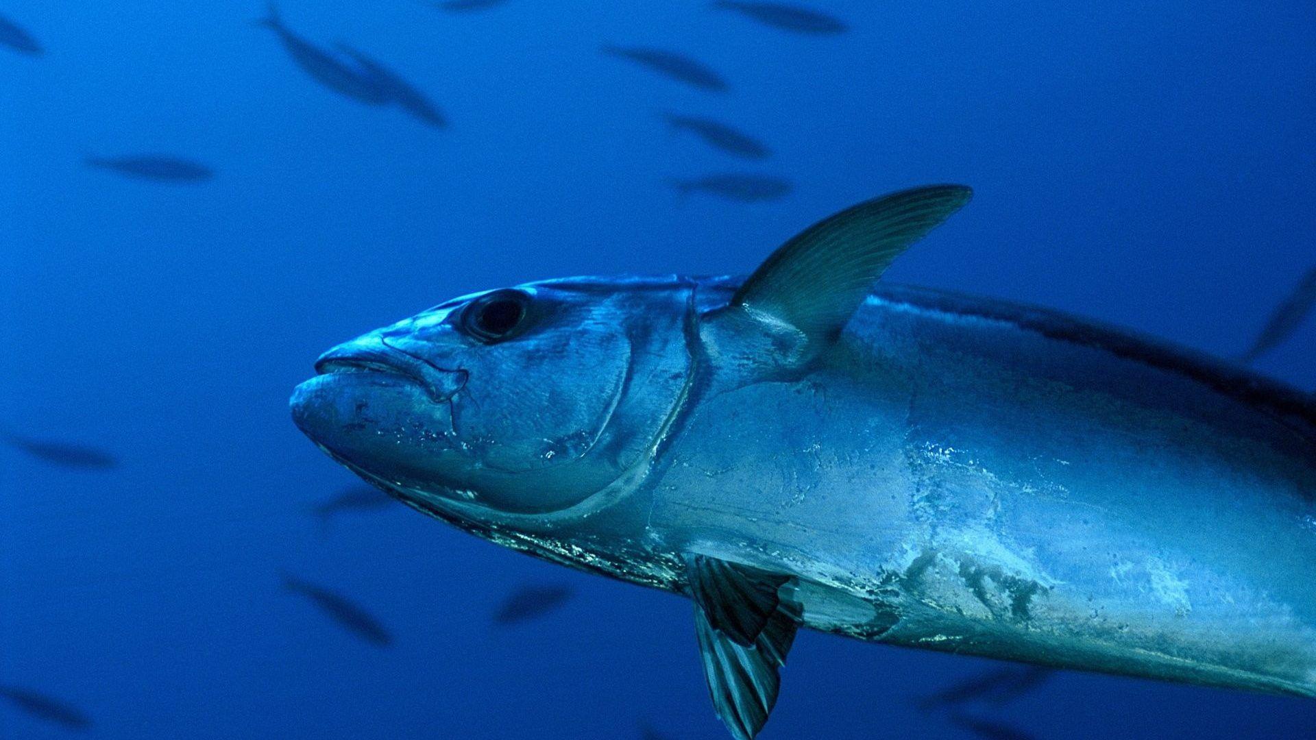 Tuna Tag wallpaper: Underwater Fishes Tuna Sea Fish Ocean