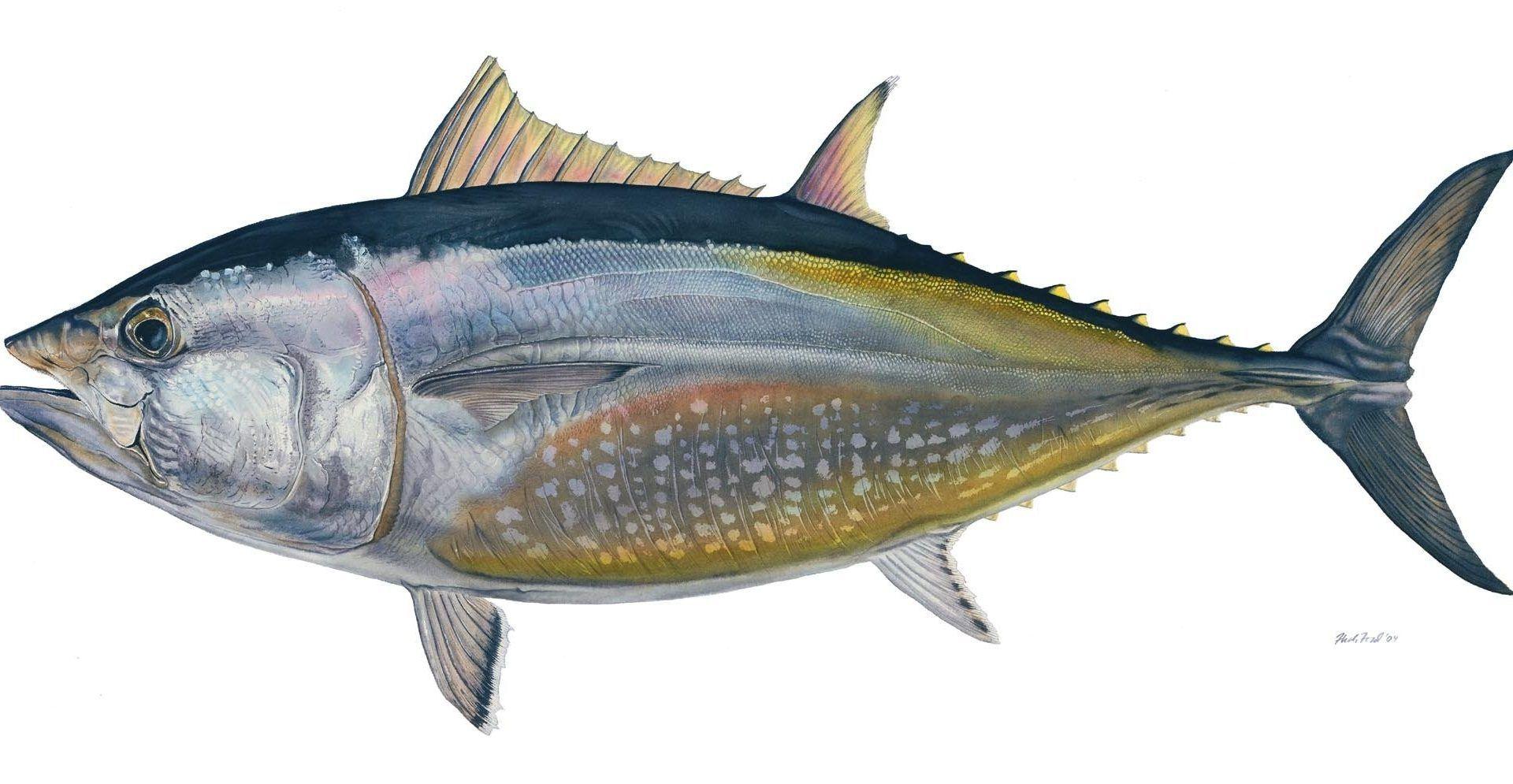 Tuna Tag wallpaper: Underwater Fishes Tuna Sea Fish Ocean