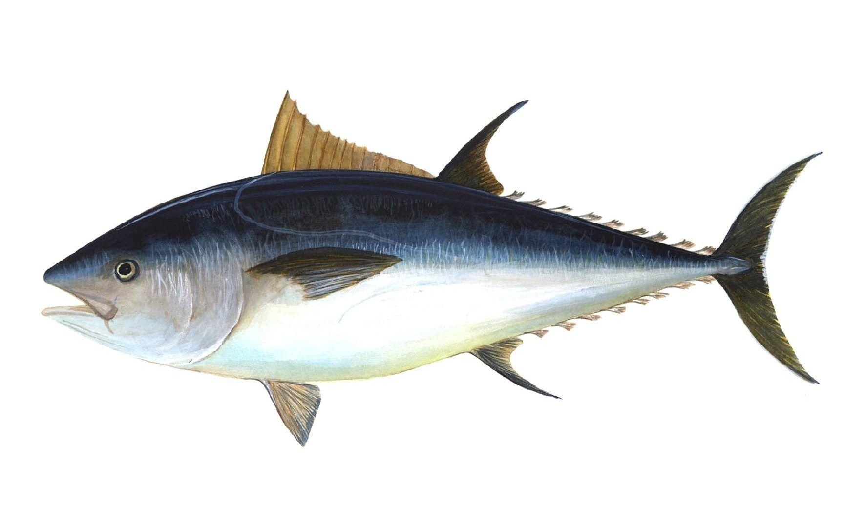 Fishes Tag wallpaper: Fishes Tuna Sea Ocean Fish