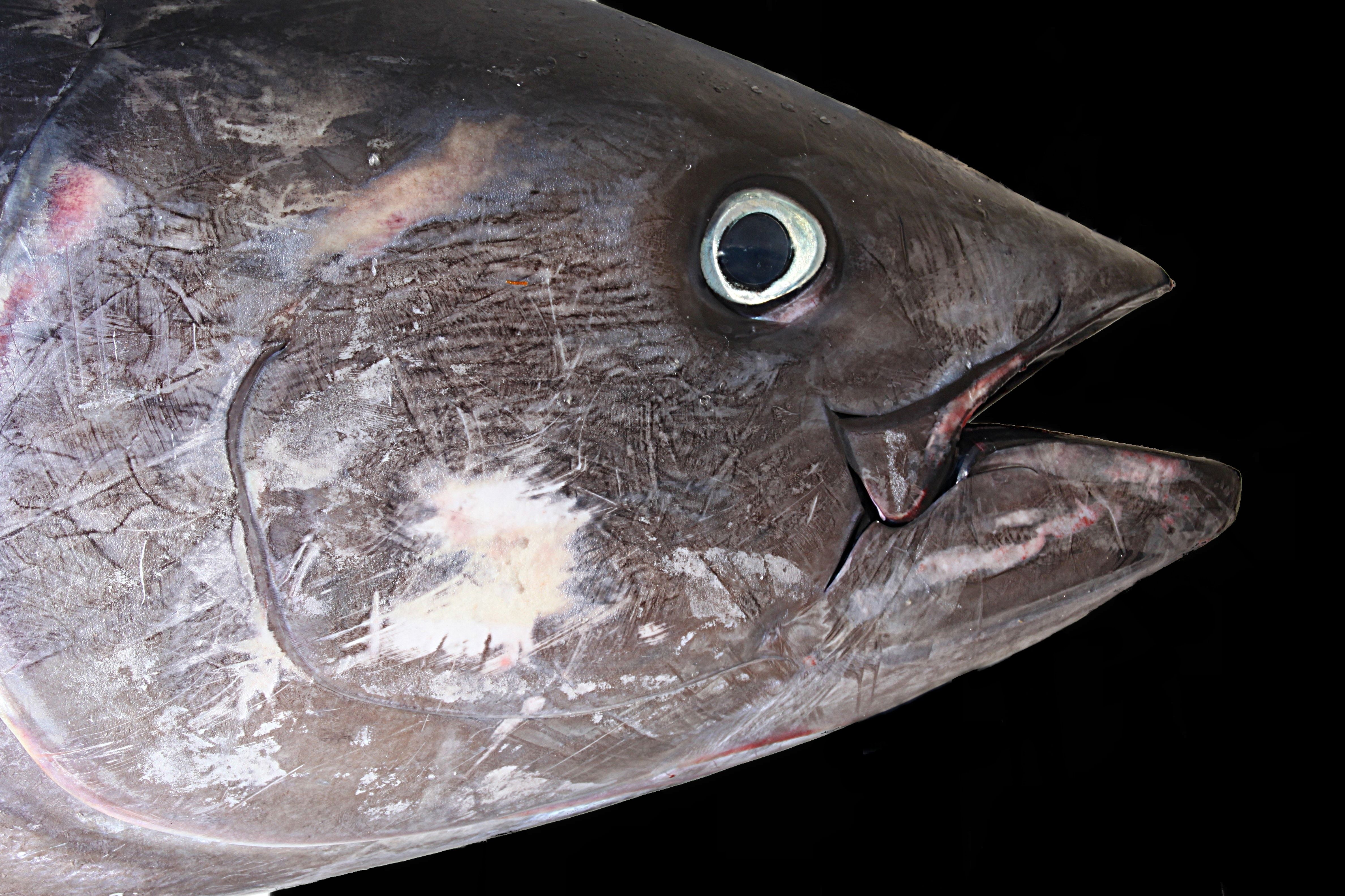 grey tuna fish free image