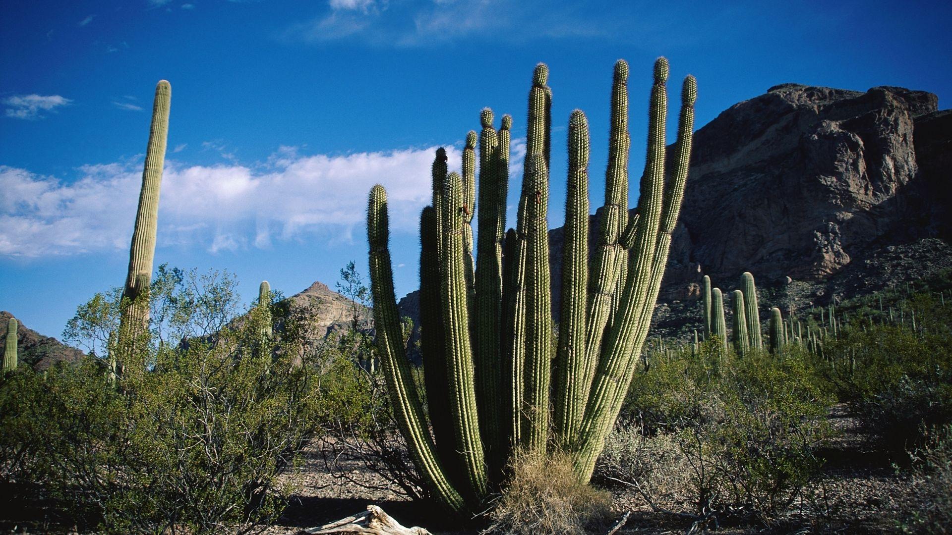 Download Wallpaper 1920x1080 Cactus, Thorn, Desert, Sky, Clouds