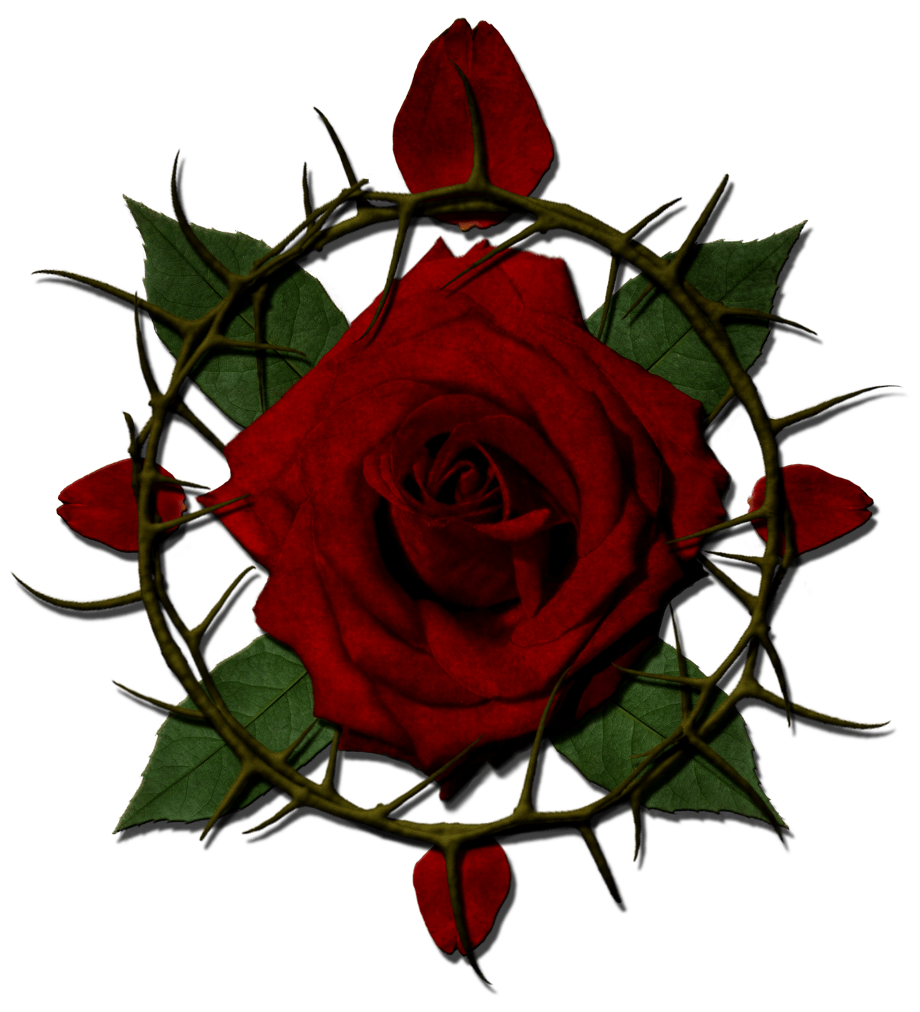 Most viewed Rose & Thorn wallpaperK Wallpaper