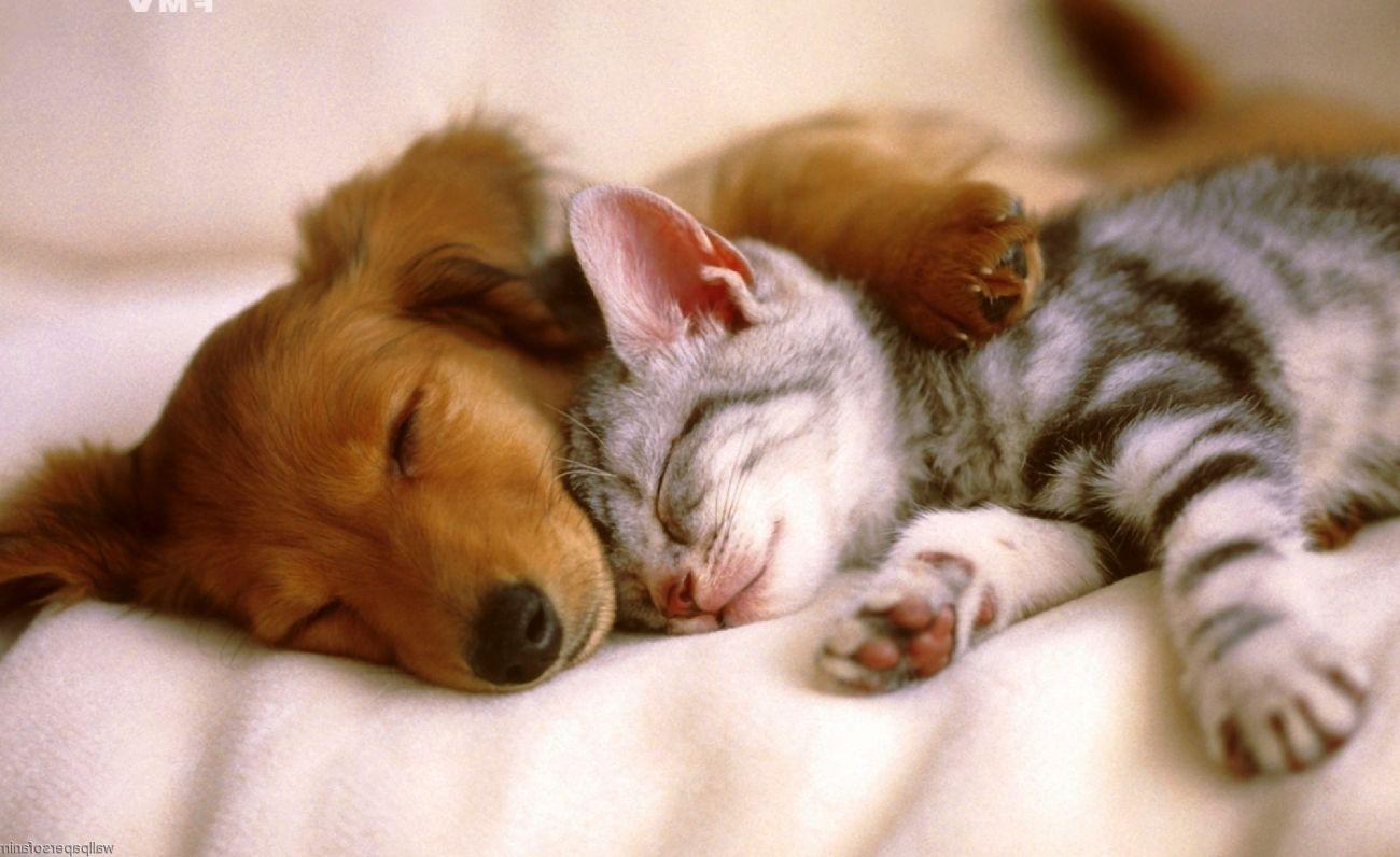 Cat And Dogs Wallpapers - Wallpaper Cave