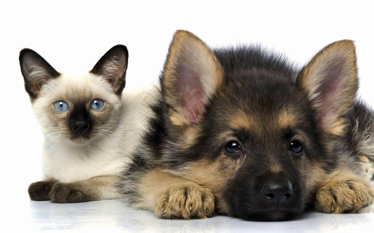 Magnificent Cats And Dogs Wallpaper. Animals Library And Also