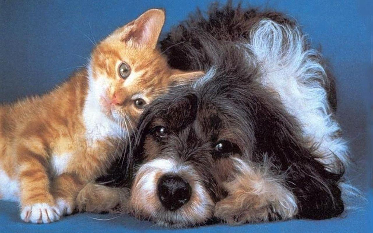 Dog And Cat Wallpaper WallpaperInk Cats and Dogs Wallpaper Pets