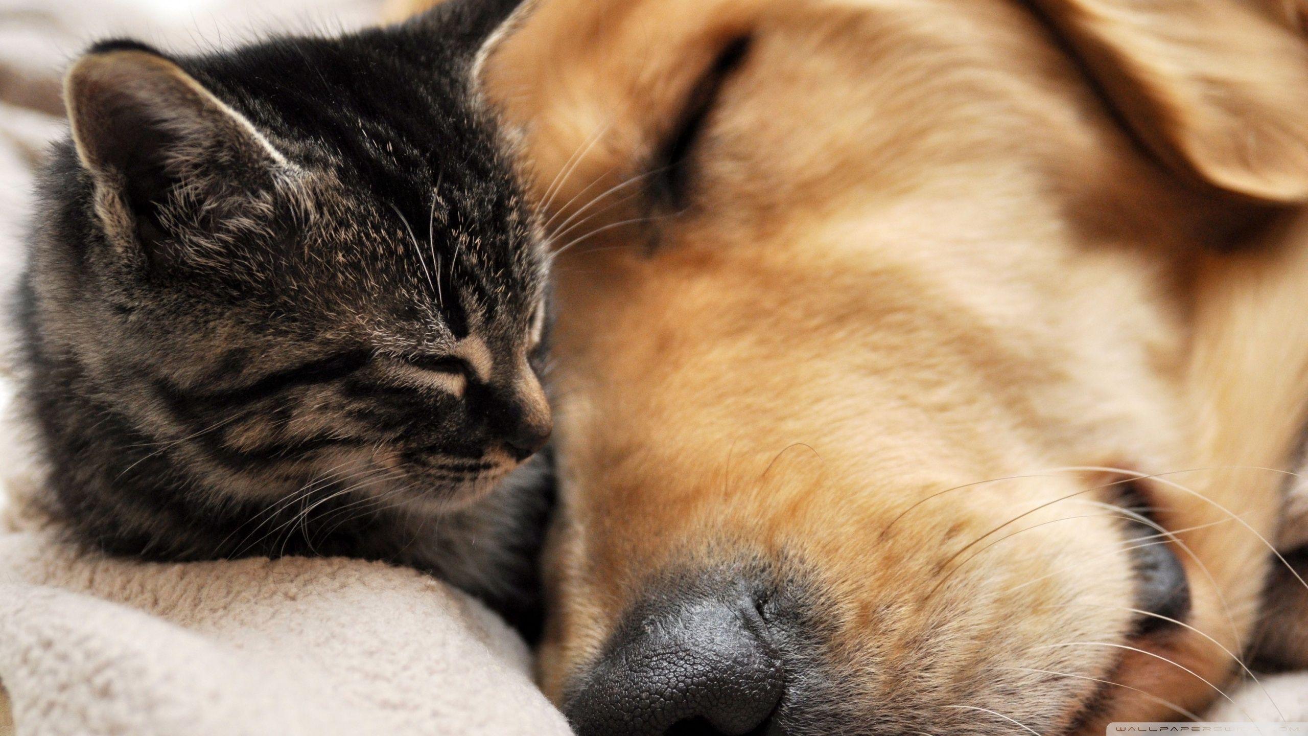Cat And Dog Friendship ❤ 4K HD Desktop Wallpaper for 4K Ultra HD