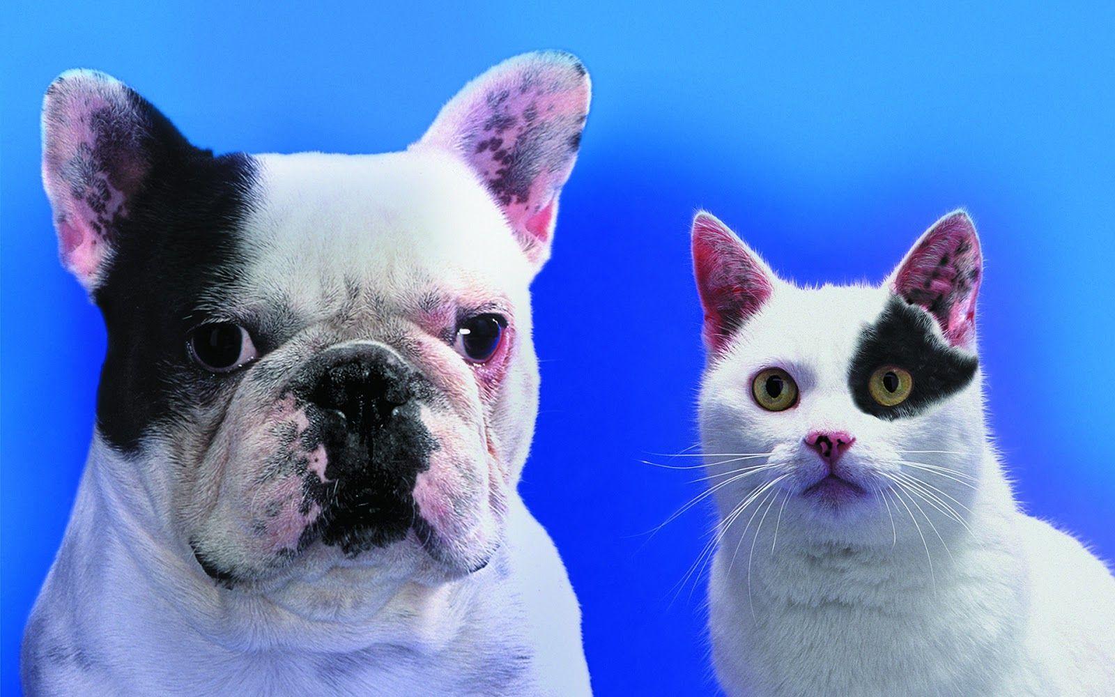 Desktop Picture Of Funny Cats And Dogs Wallpaper