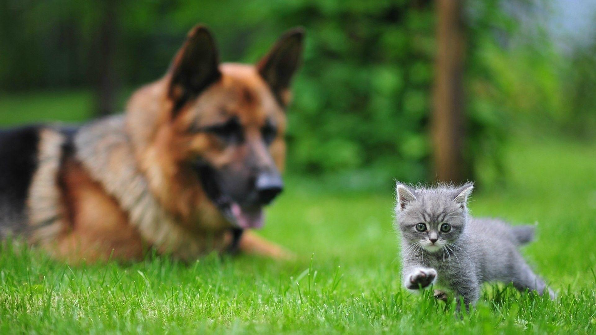Cats And Dogs Funny Image Wallpaper
