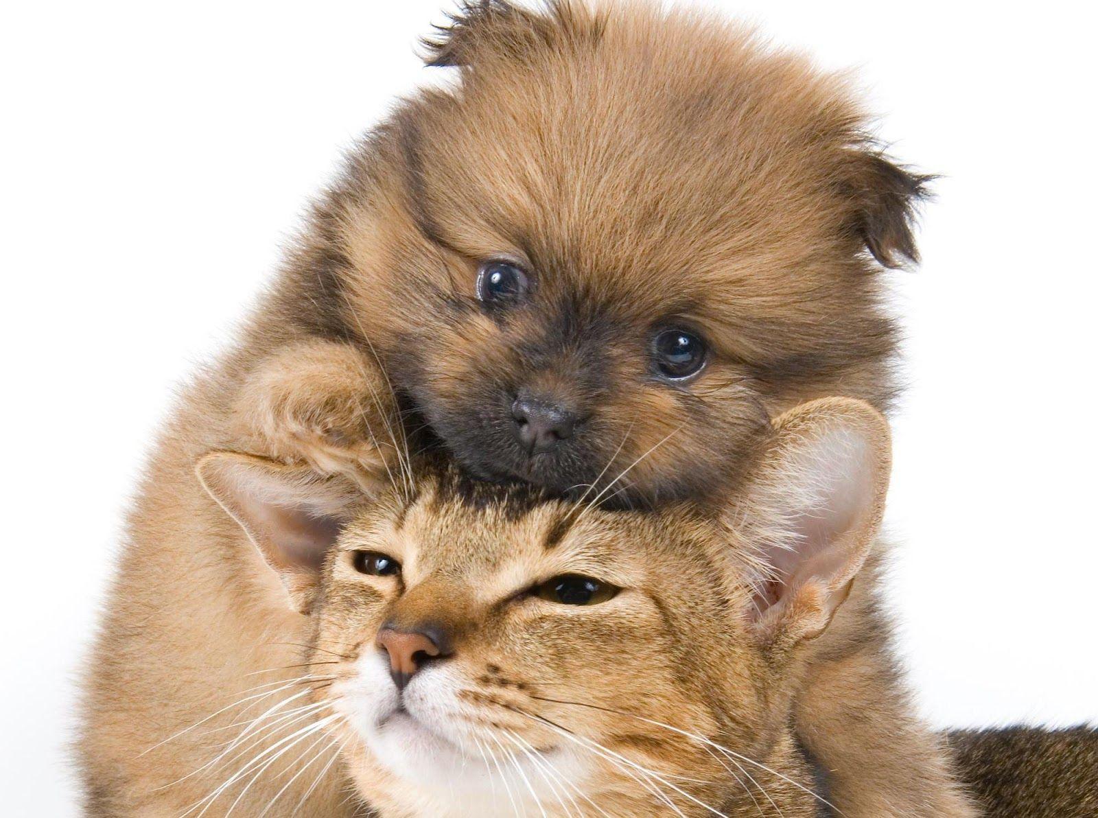 Cats and Dogs Wallpaper Cute and Docile