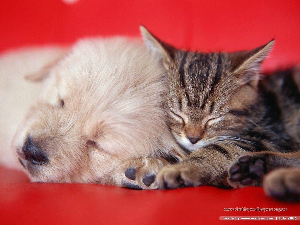 Cats and Dogs Wallpaper, Free Cats and Dogs Wallpaper, Cats