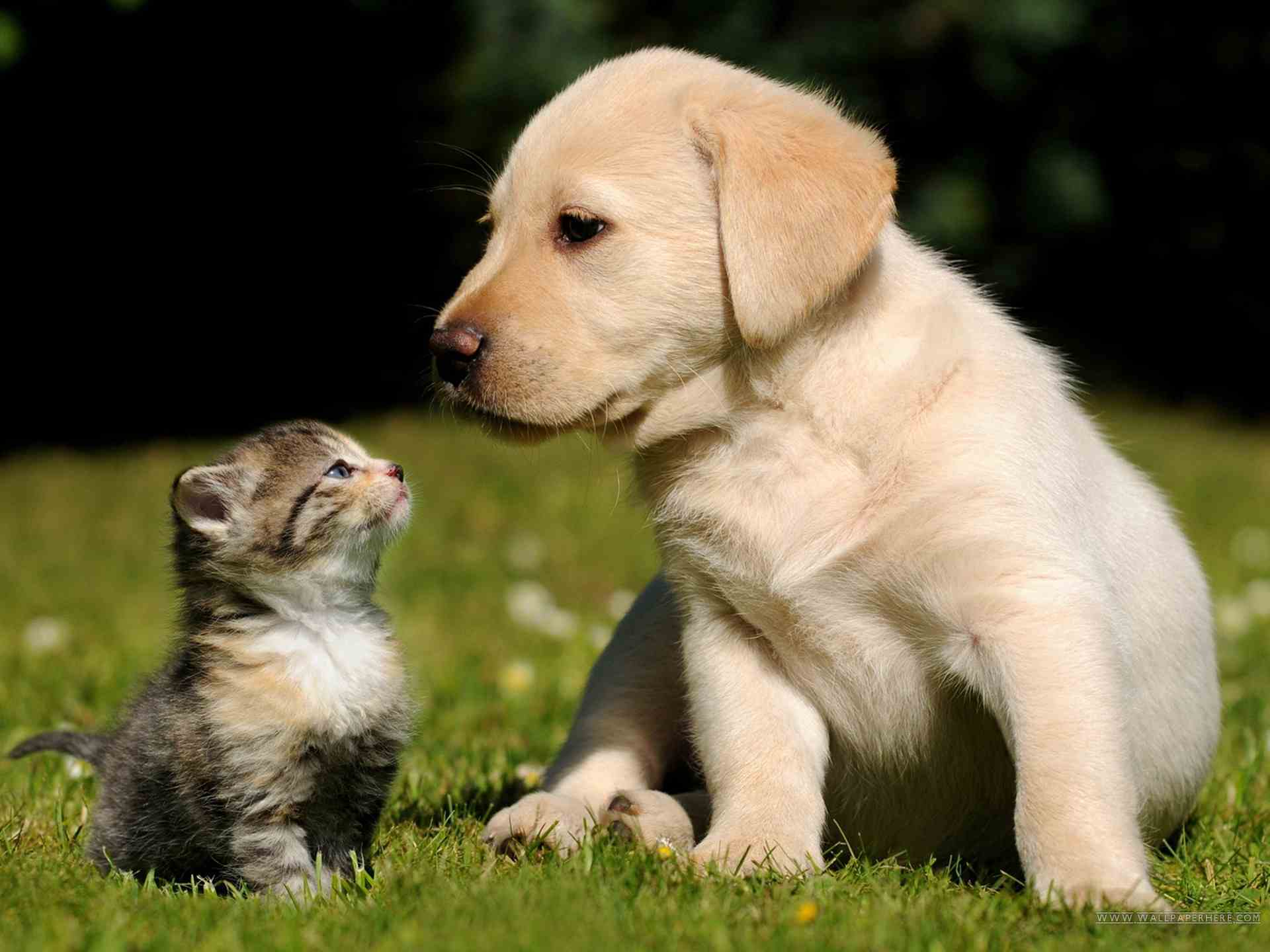 Cat and dog wallpaper download