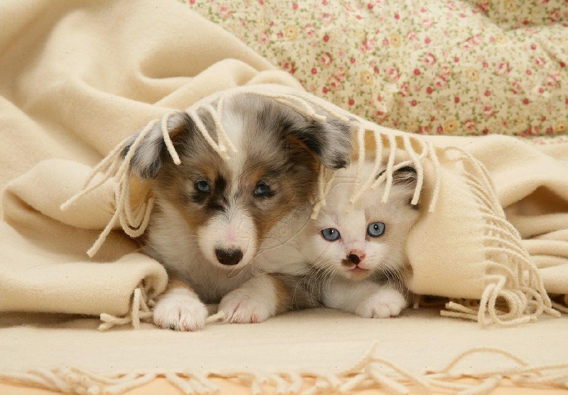 cute dogs and cats wallpapers