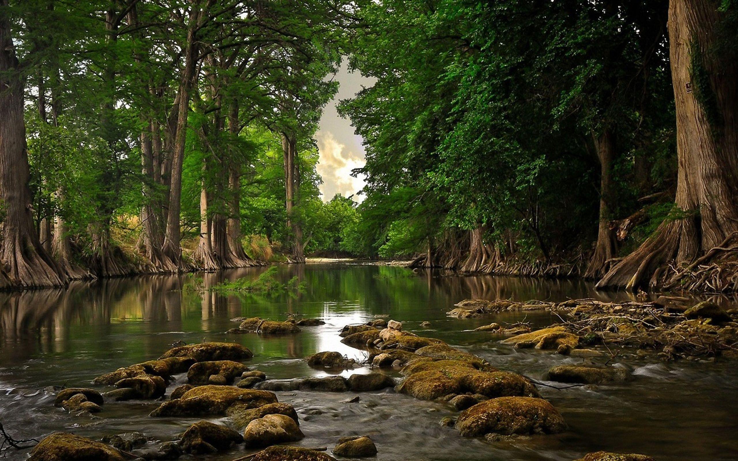 Very Quiet Place Water Trees Quite River Ultra 2560x1600 HD