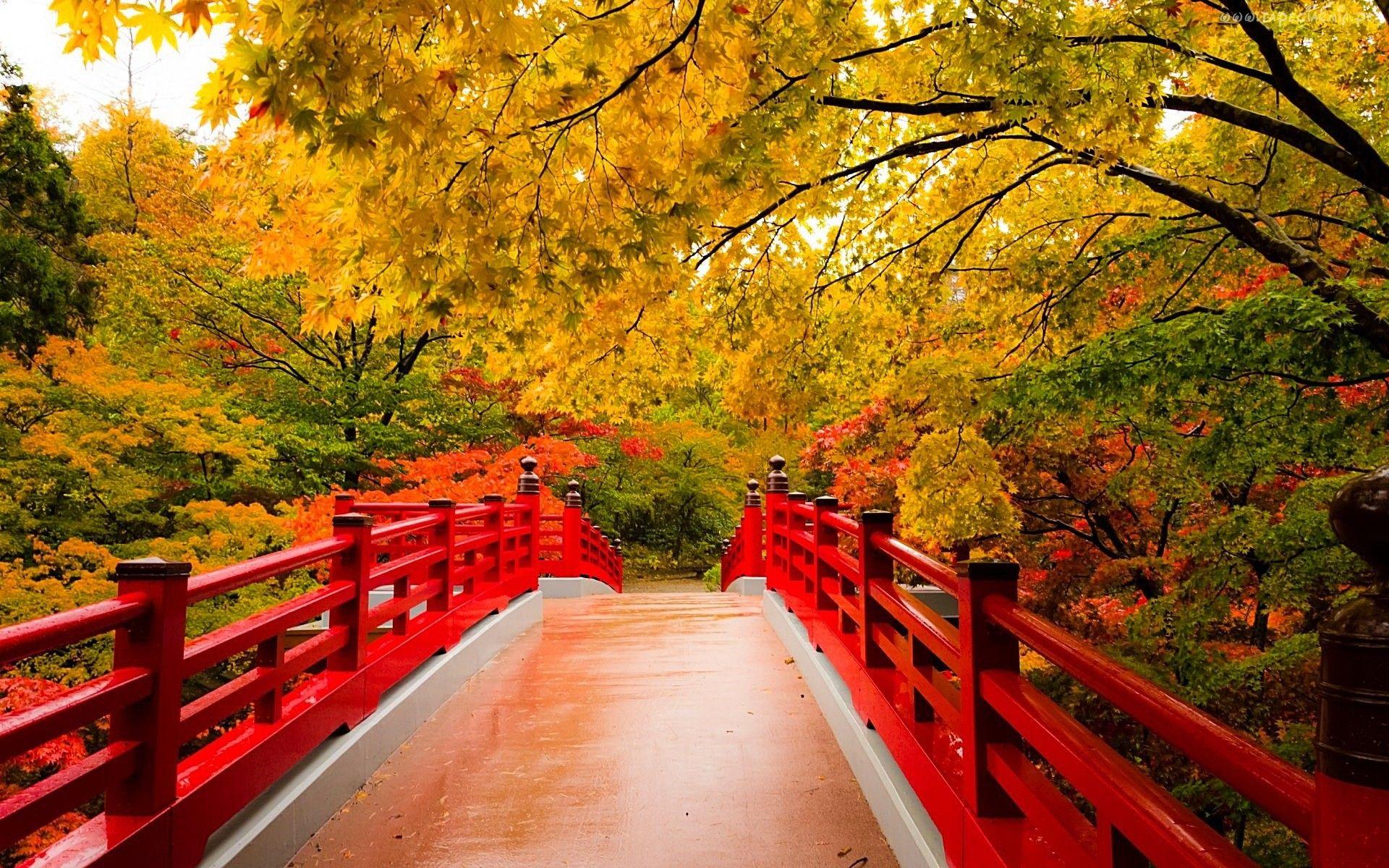 Bridges: Autumn Bridge Colorful Serenity Red Forest Silent