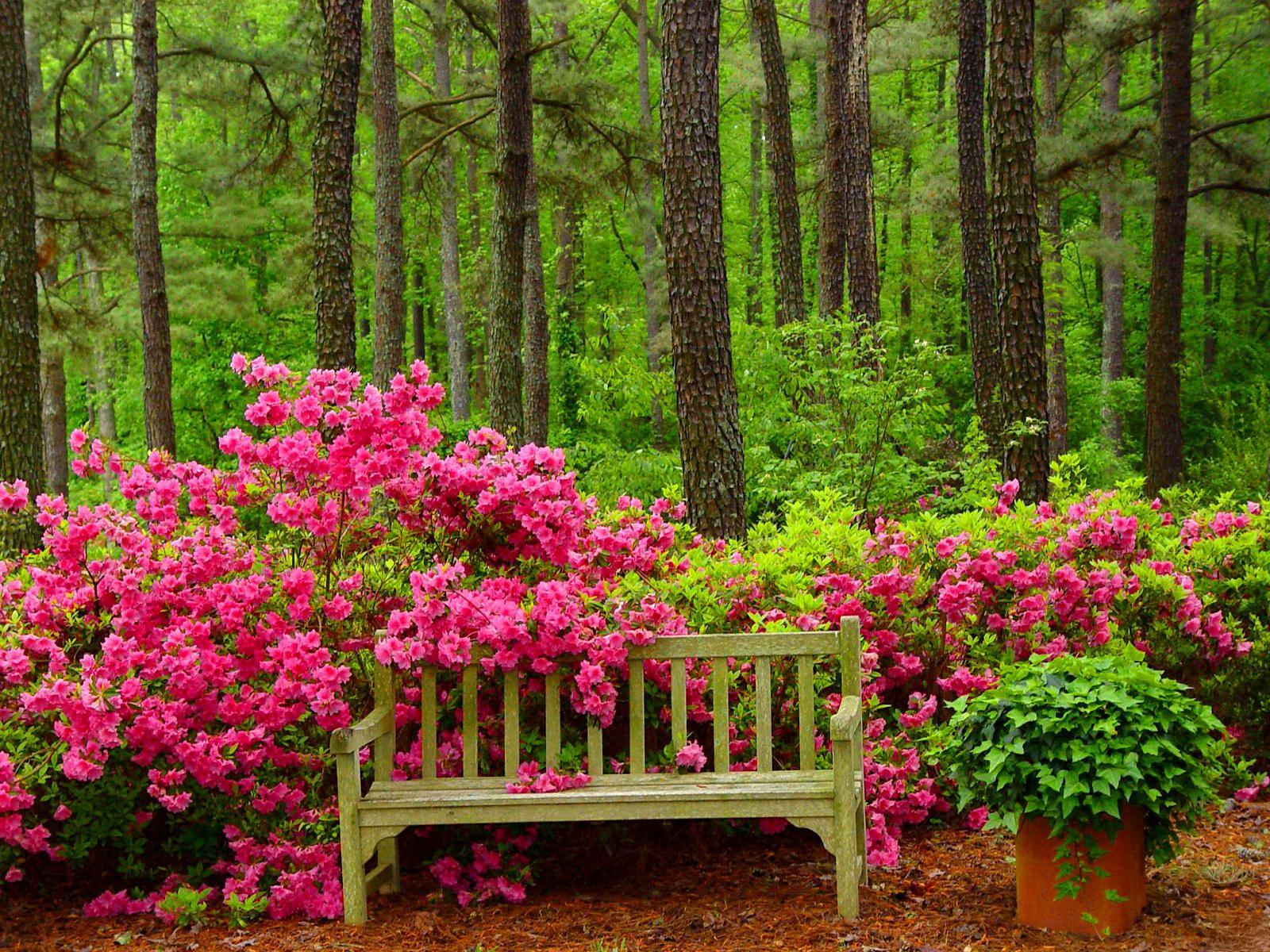 Bench in Spring Forest Wallpaper and Background Imagex1200