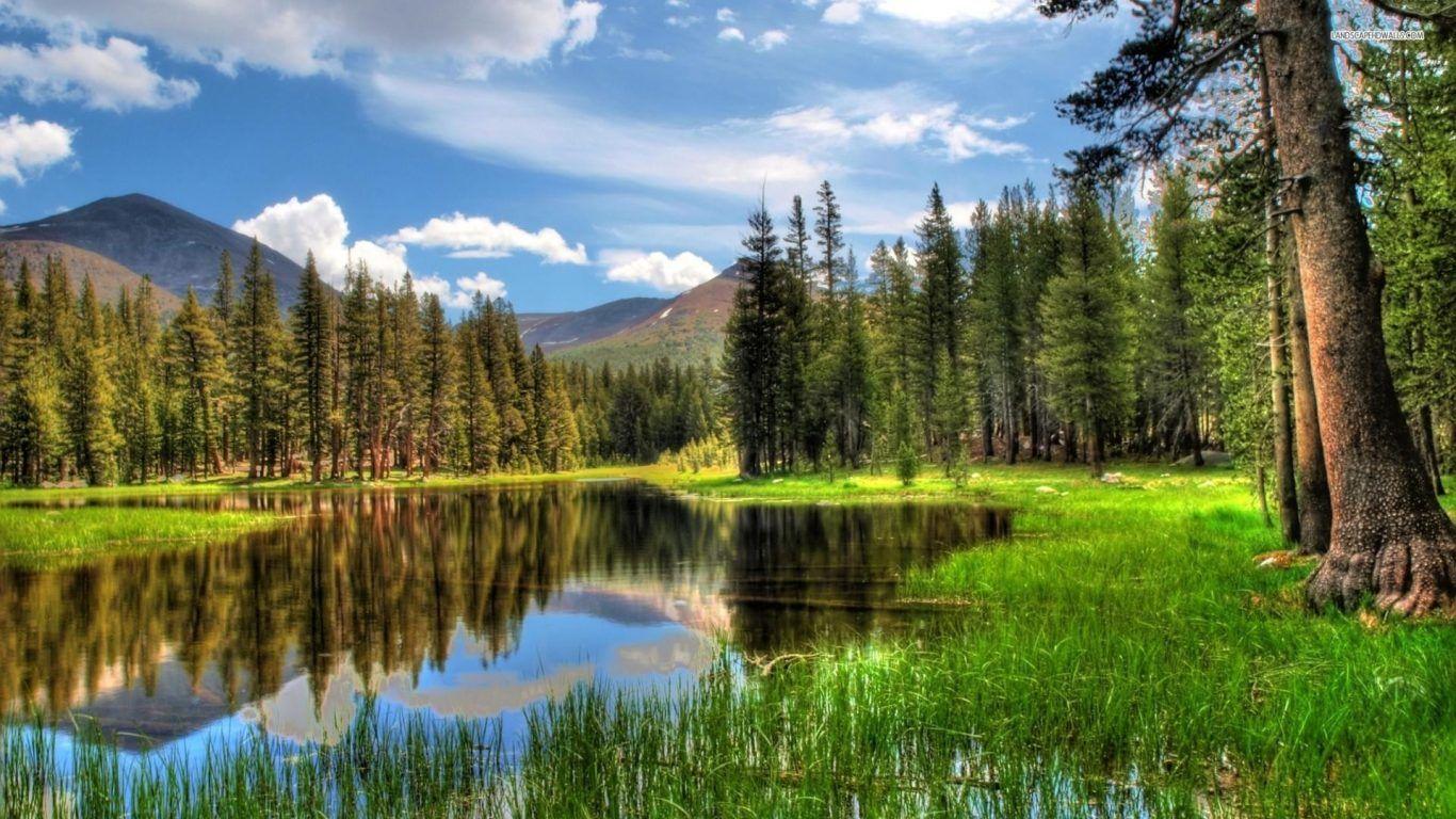 Lake: Quiet Place River Green Trees Nature Lake Live Wallpaper HD