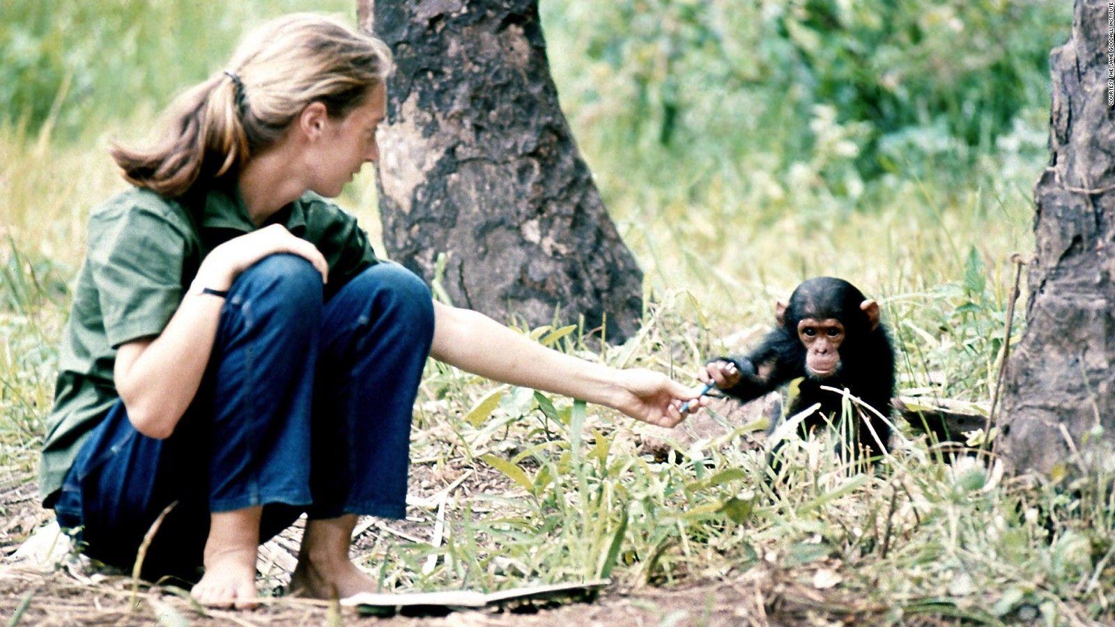 Jane Goodall: A lifetime in the field