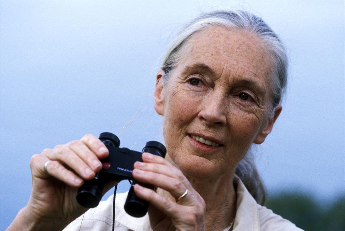 Jane Goodall Latest Wallpaper. Jane Goodall Photo. FanPhobia