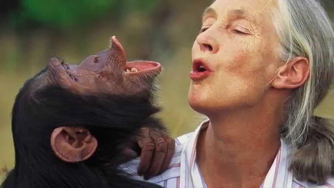 Jane Goodall and Her Chimpanzee Love
