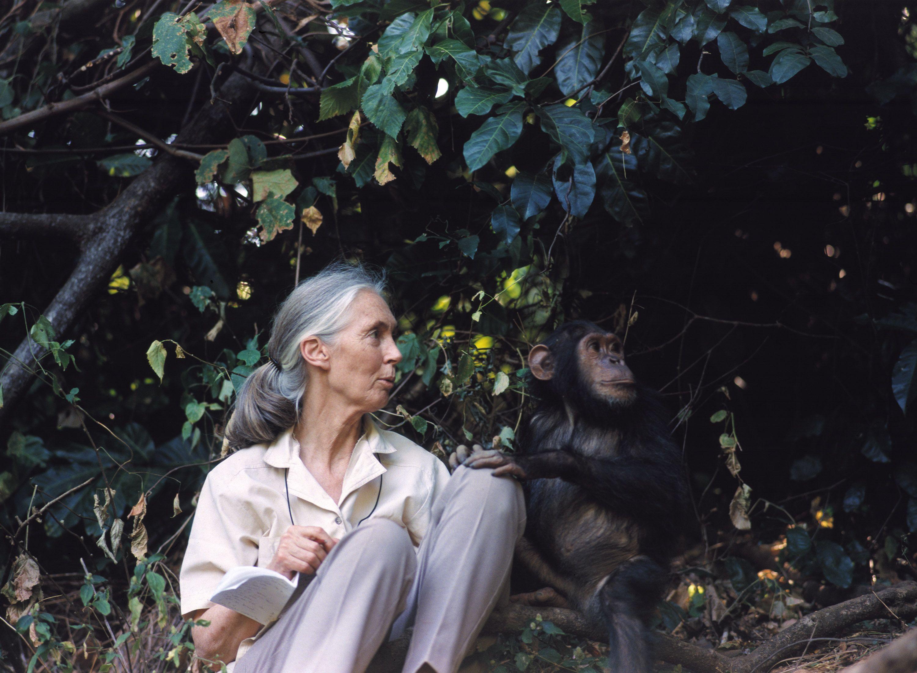 Jane Goodall 珍·古道尔/ 珍·古德. 一些照片(some picture)