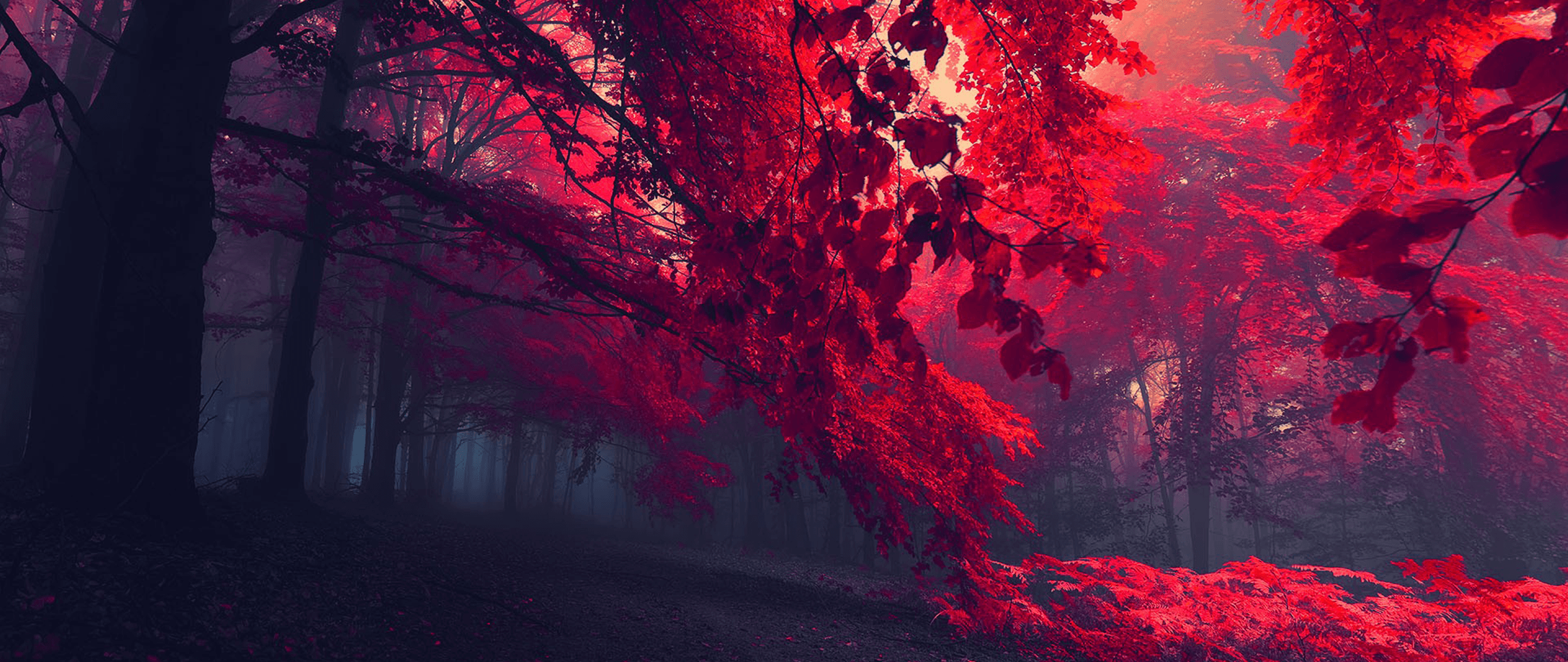 Wallpaper, sunlight, forest, nature, red, photography, texture, ultra wide, autumn, darkness, screenshot, computer wallpaper 2560x1080