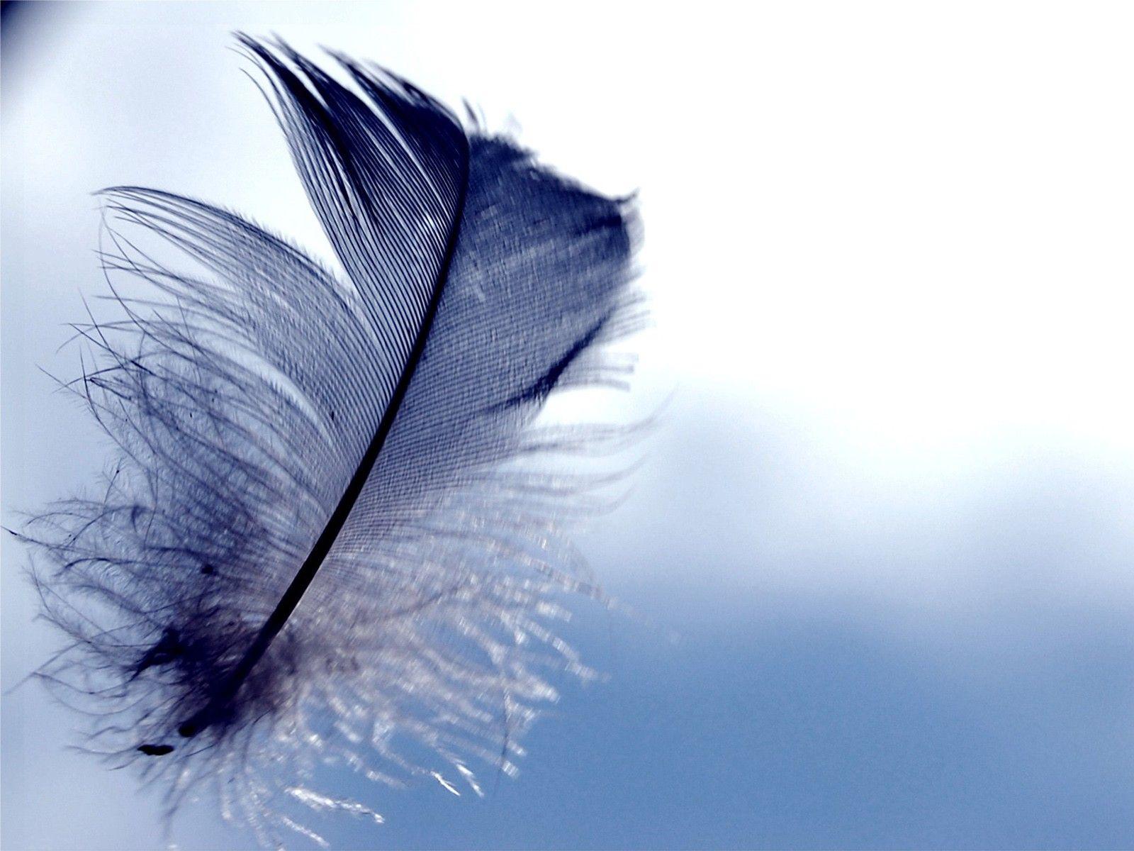 Feather Wallpaper HD Background, Image, Pics, Photo Free