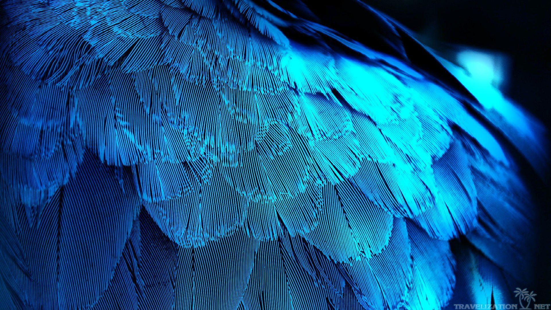 feather wallpaper