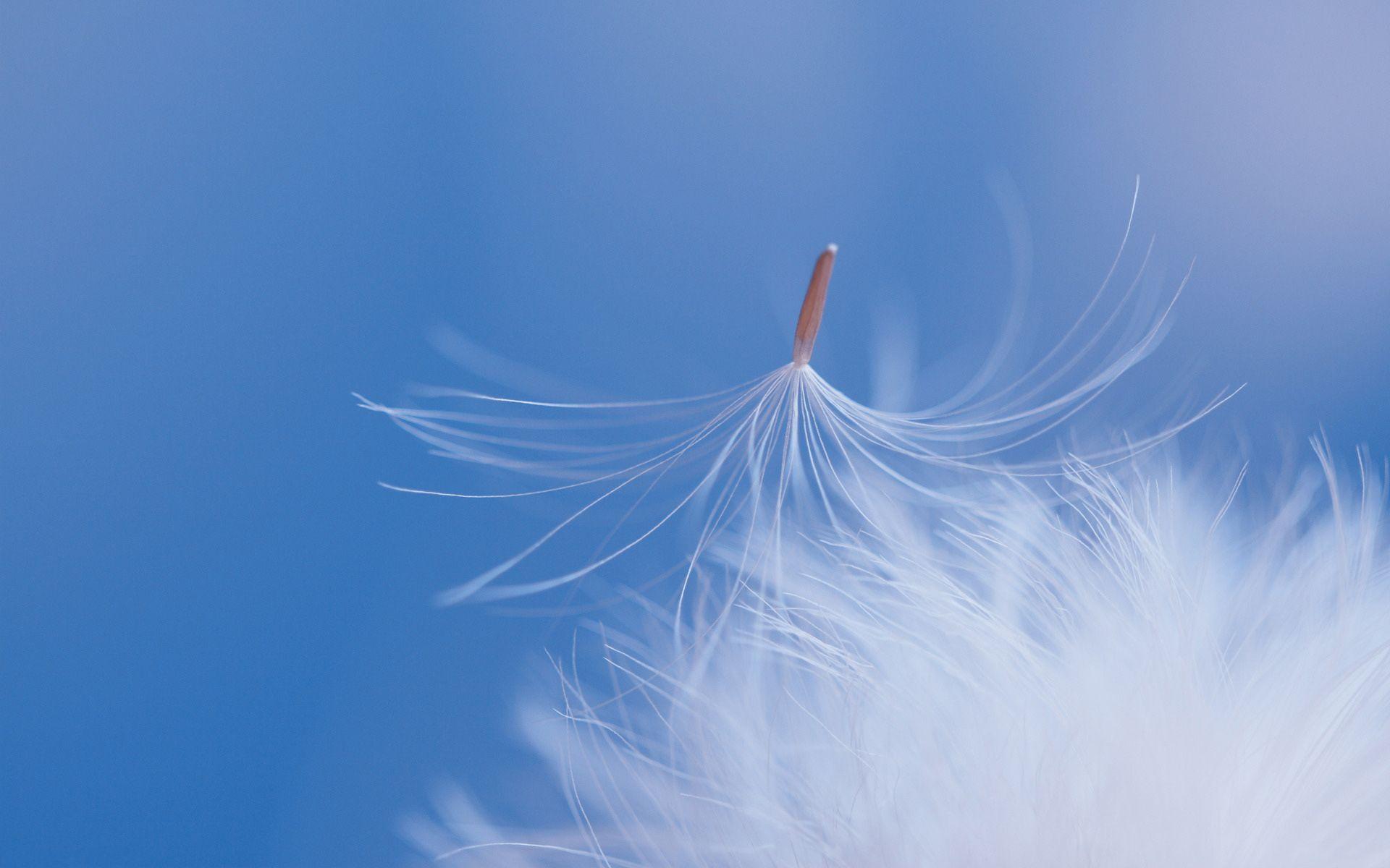 Feather Wallpaper, Amazing Pics. Feather Super HD Wallpaper