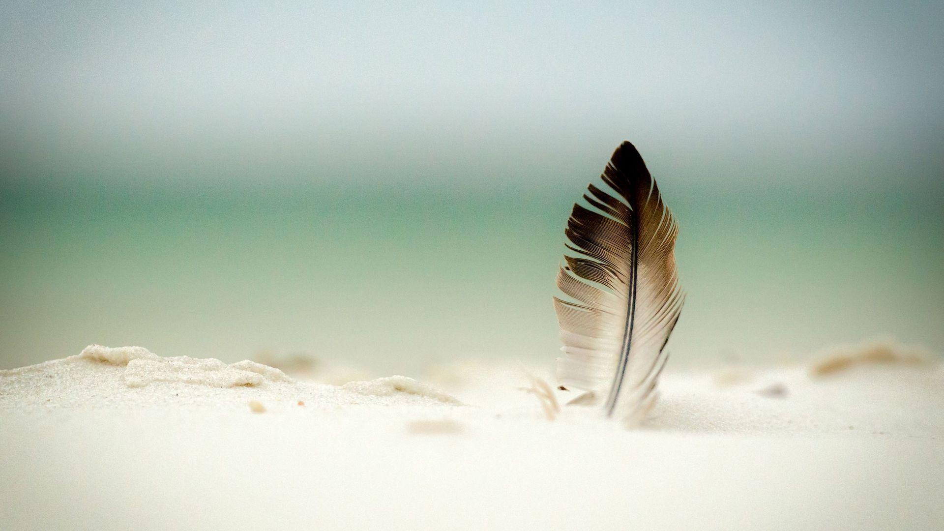 Feather in the sand Wallpaper