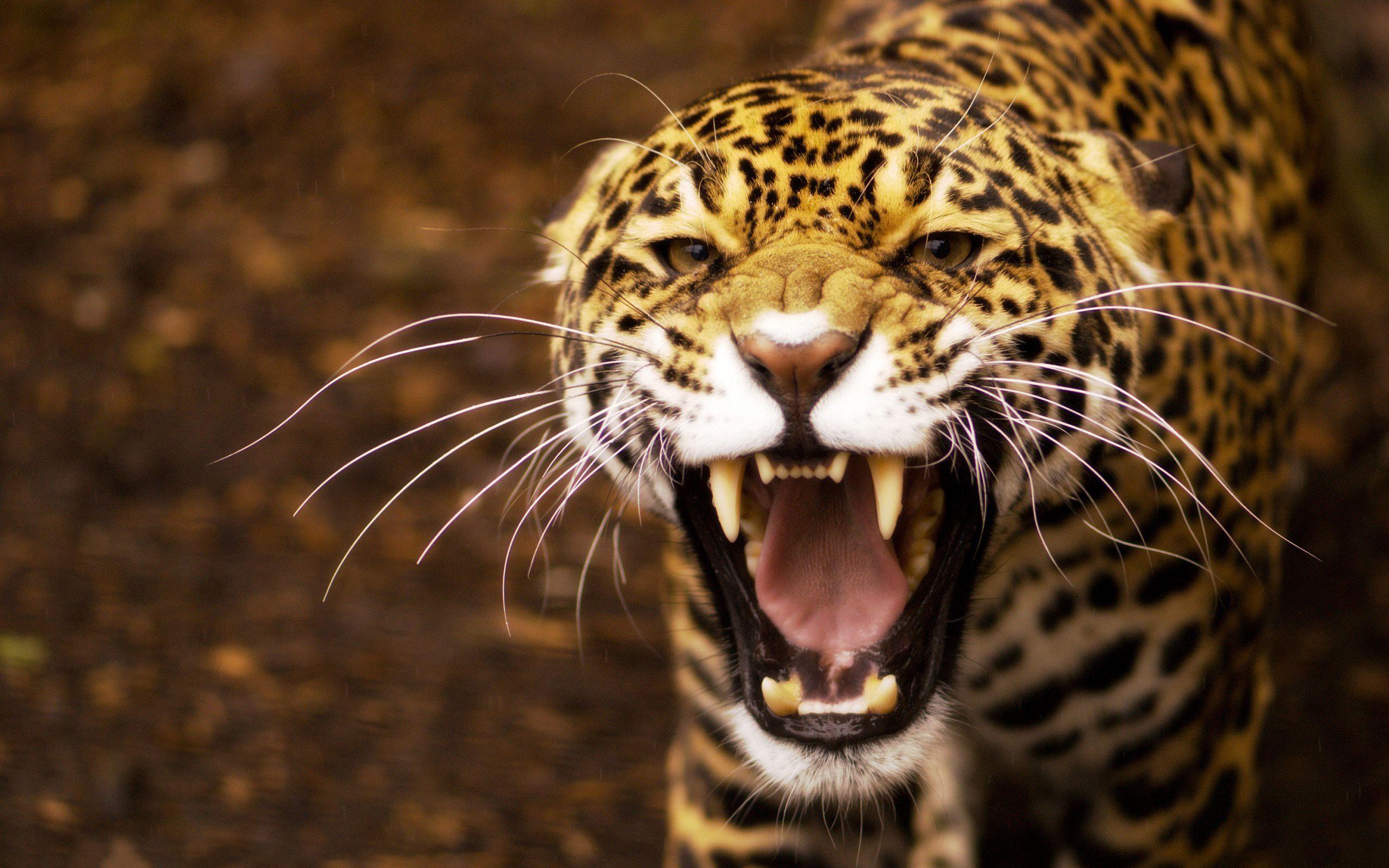 Jaguares Wallpapers - Wallpaper Cave