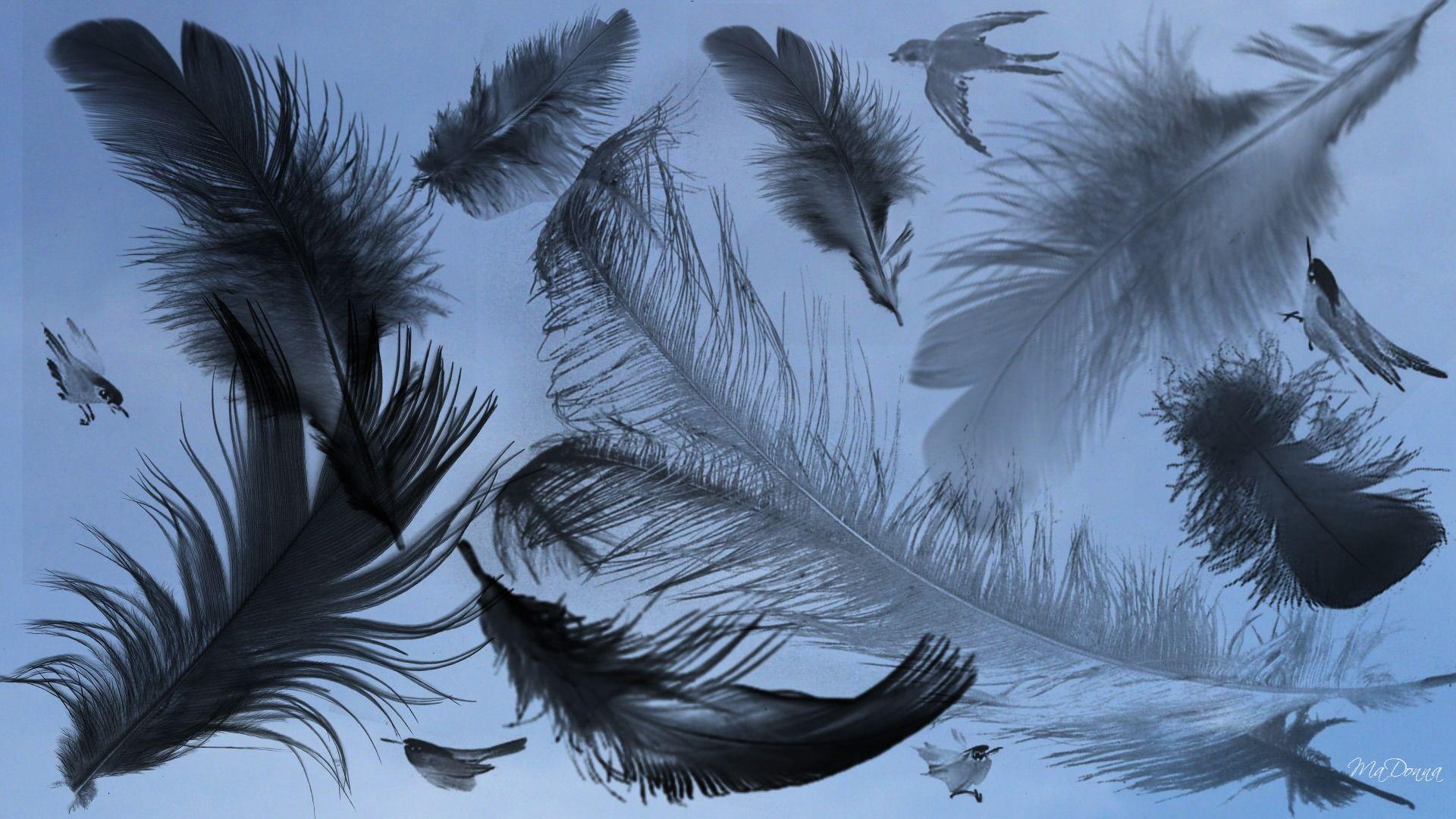 Feather Desktop Wallpaper