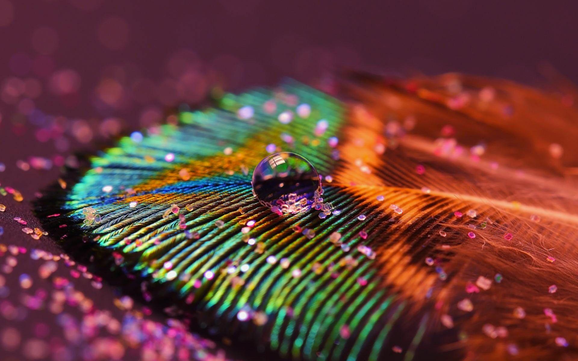 Peacock Feather Wallpapers - Wallpaper Cave