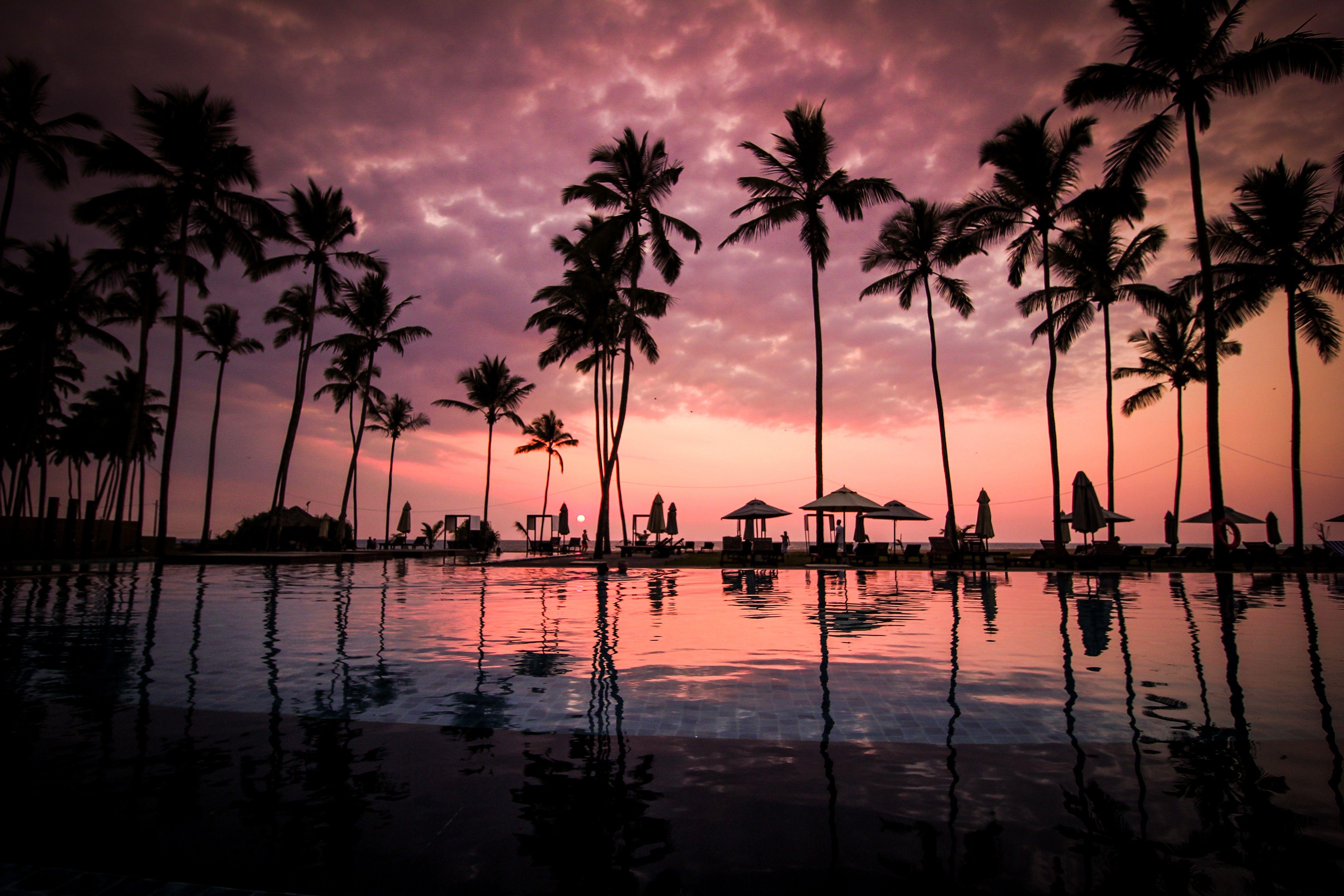Palm Tree Beach Tropical Sunset