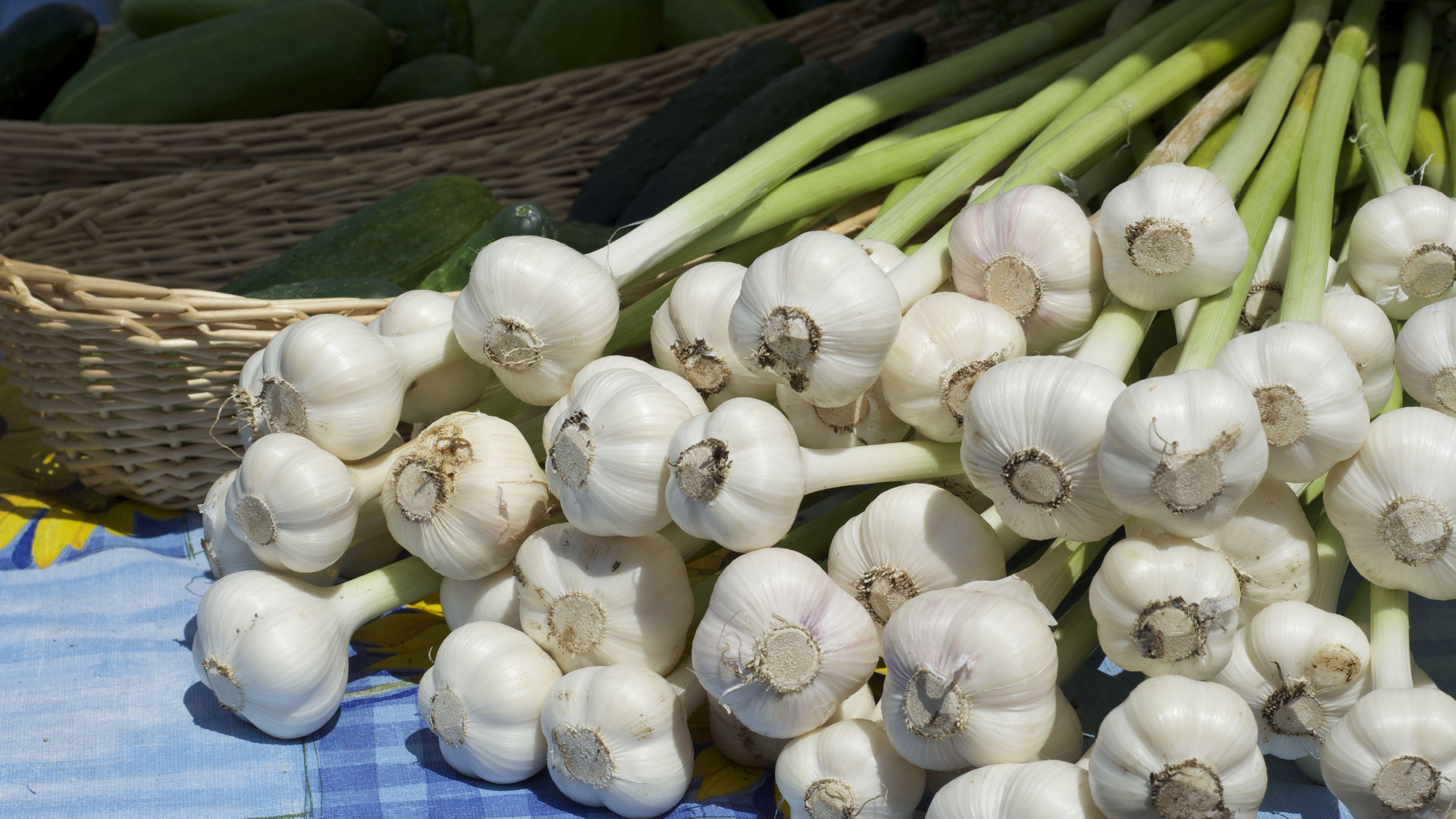 Garlic Wallpaper