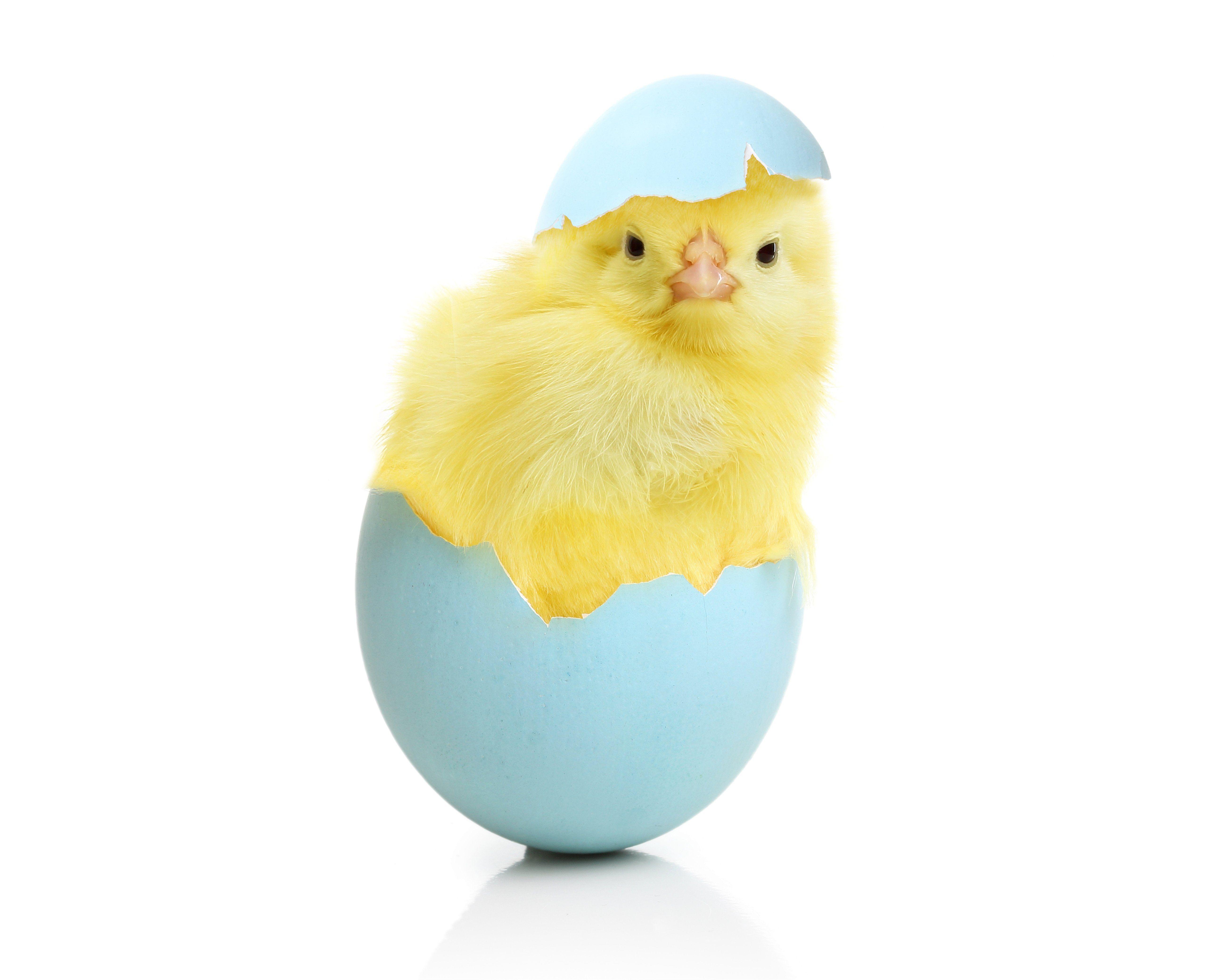 Chicken Eggs Animals egg easter chick baby wallpaperx4160