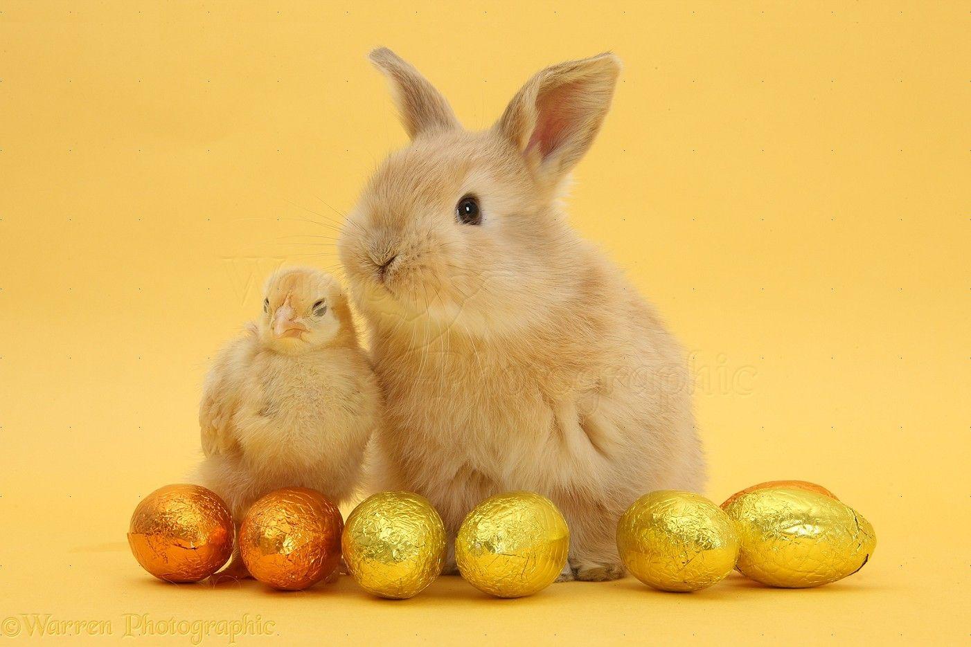 Picture Of Easter Eggs And Chicks