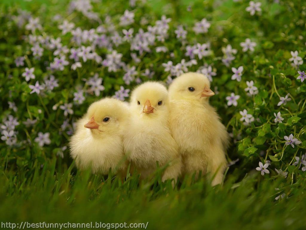 cute CHICKENS. Cute chickens 2. Happy Easter