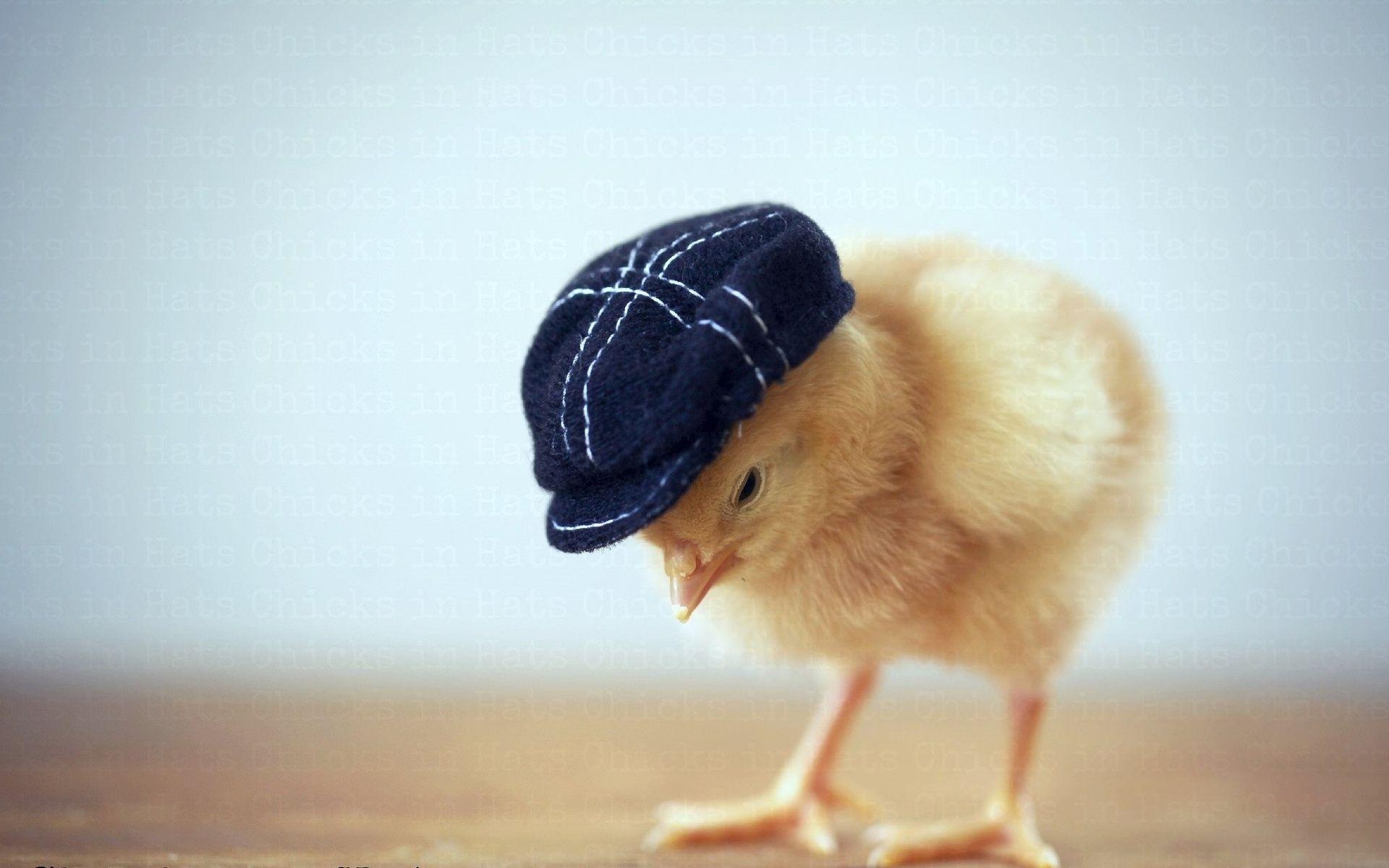 Fashion Chickens Easter. Download HD Wallpaper