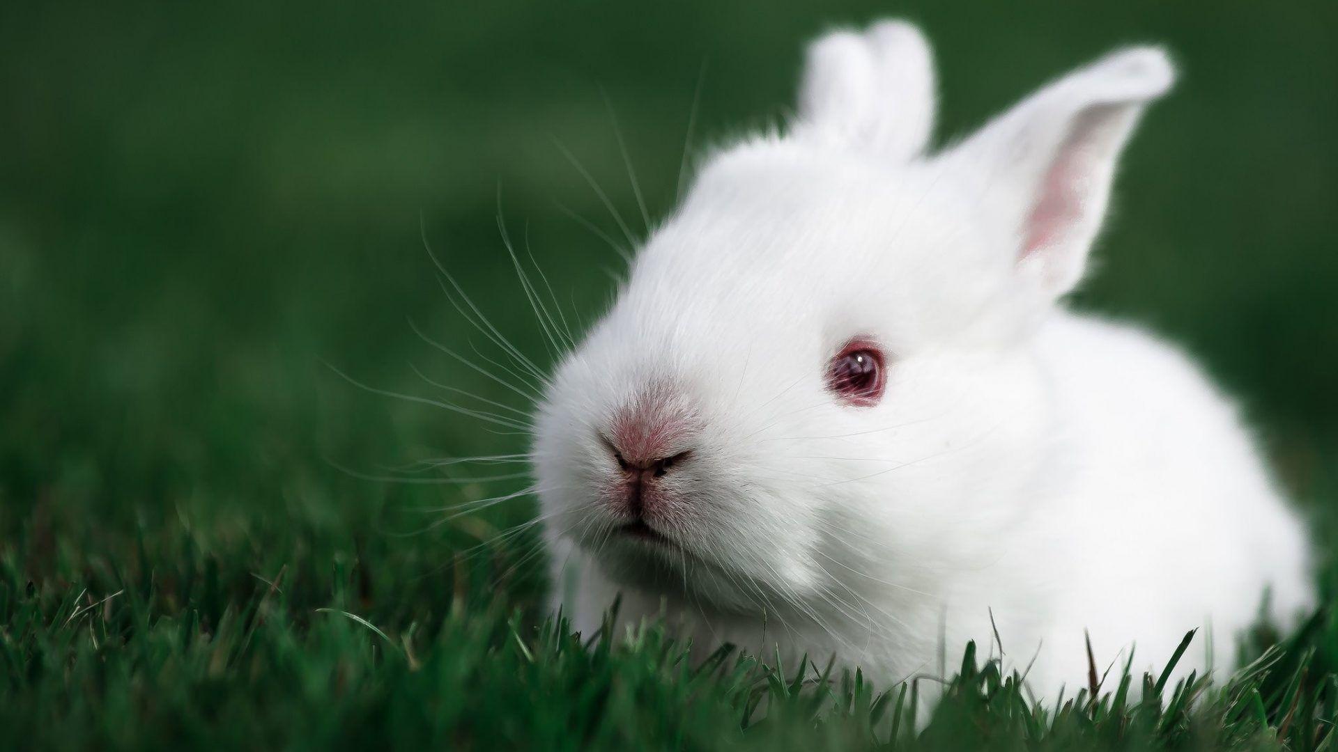 Bunny Tag wallpaper: Baby White Easter Rabbit Bunny Image Of
