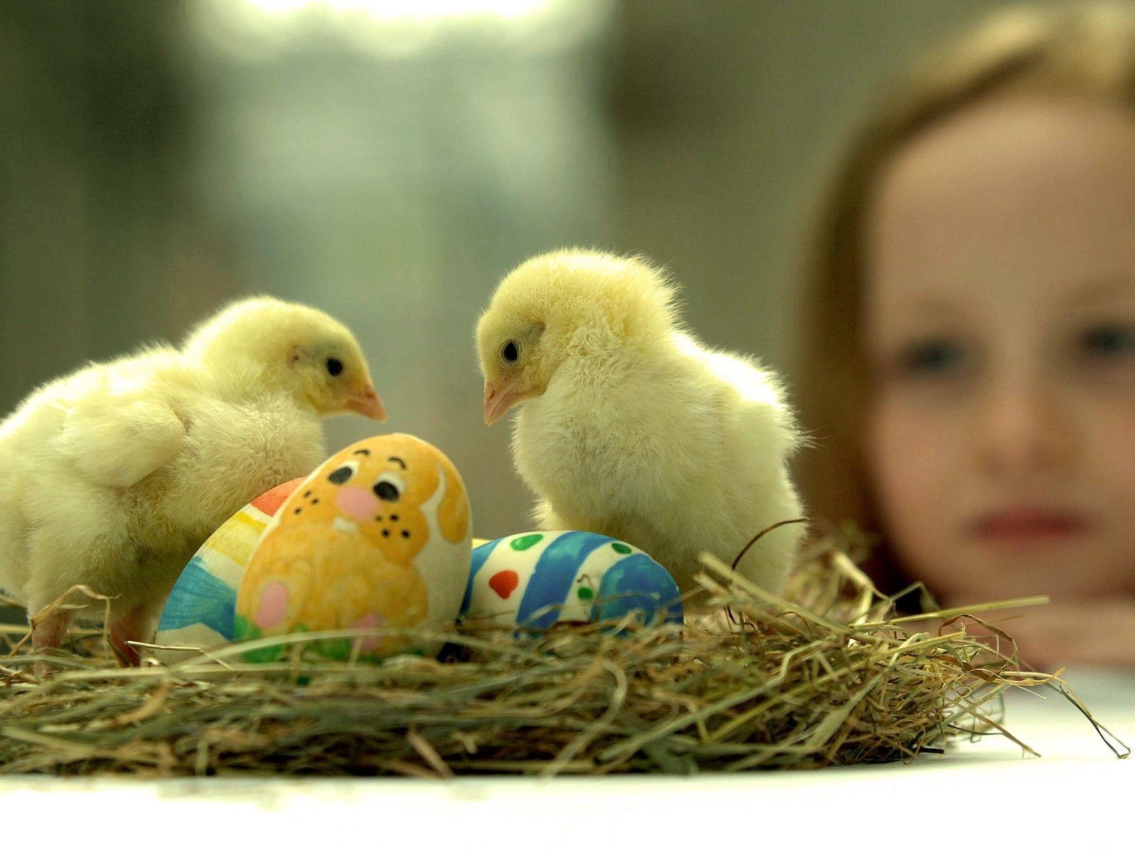 Easter chicks (chickens) nest baby birds wallpaper